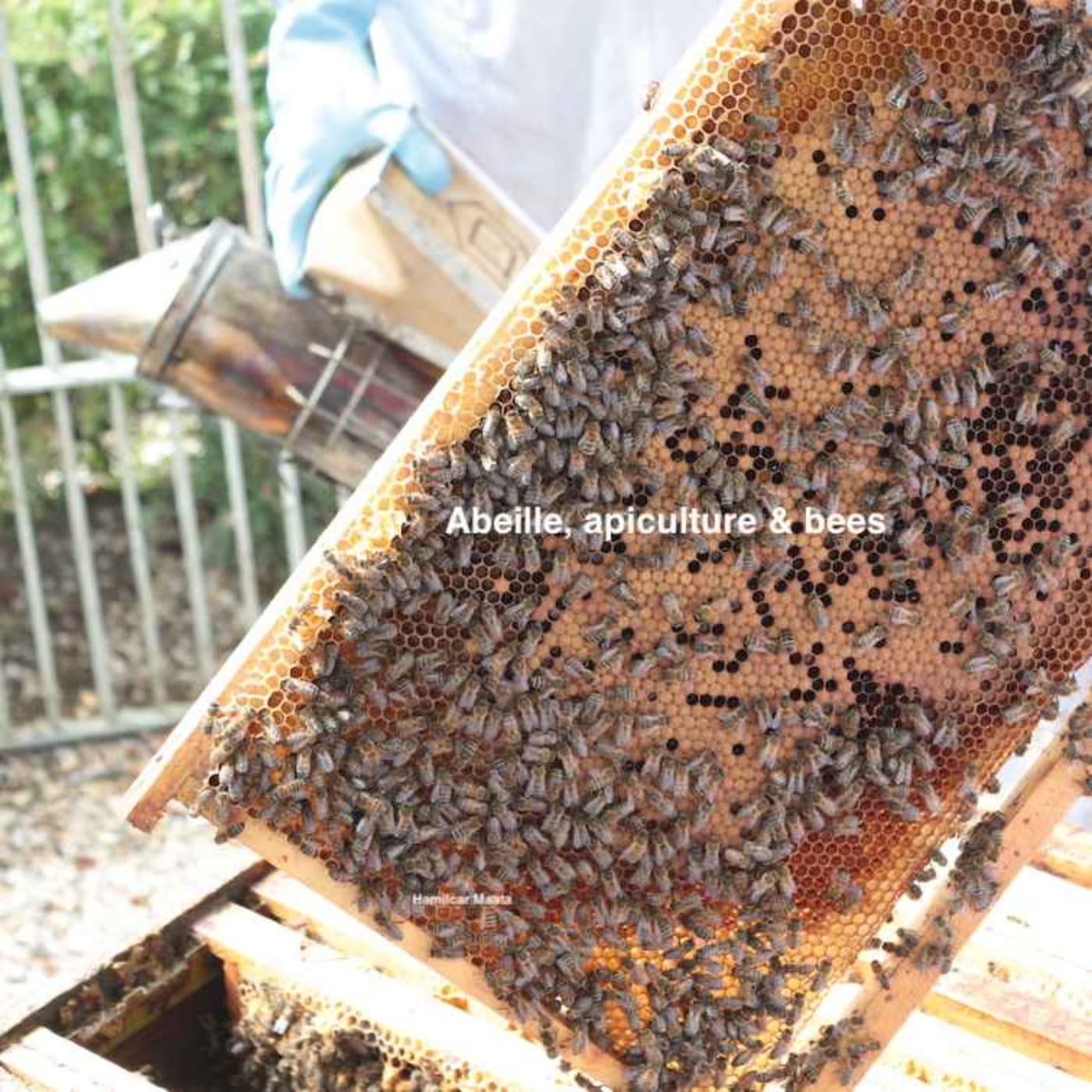 Abeille, Apiculture & Bees - Podcasts