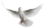 Vida en Cristo