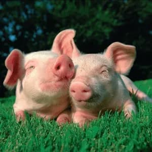 schlagerschweinchen - Germany Live Radio