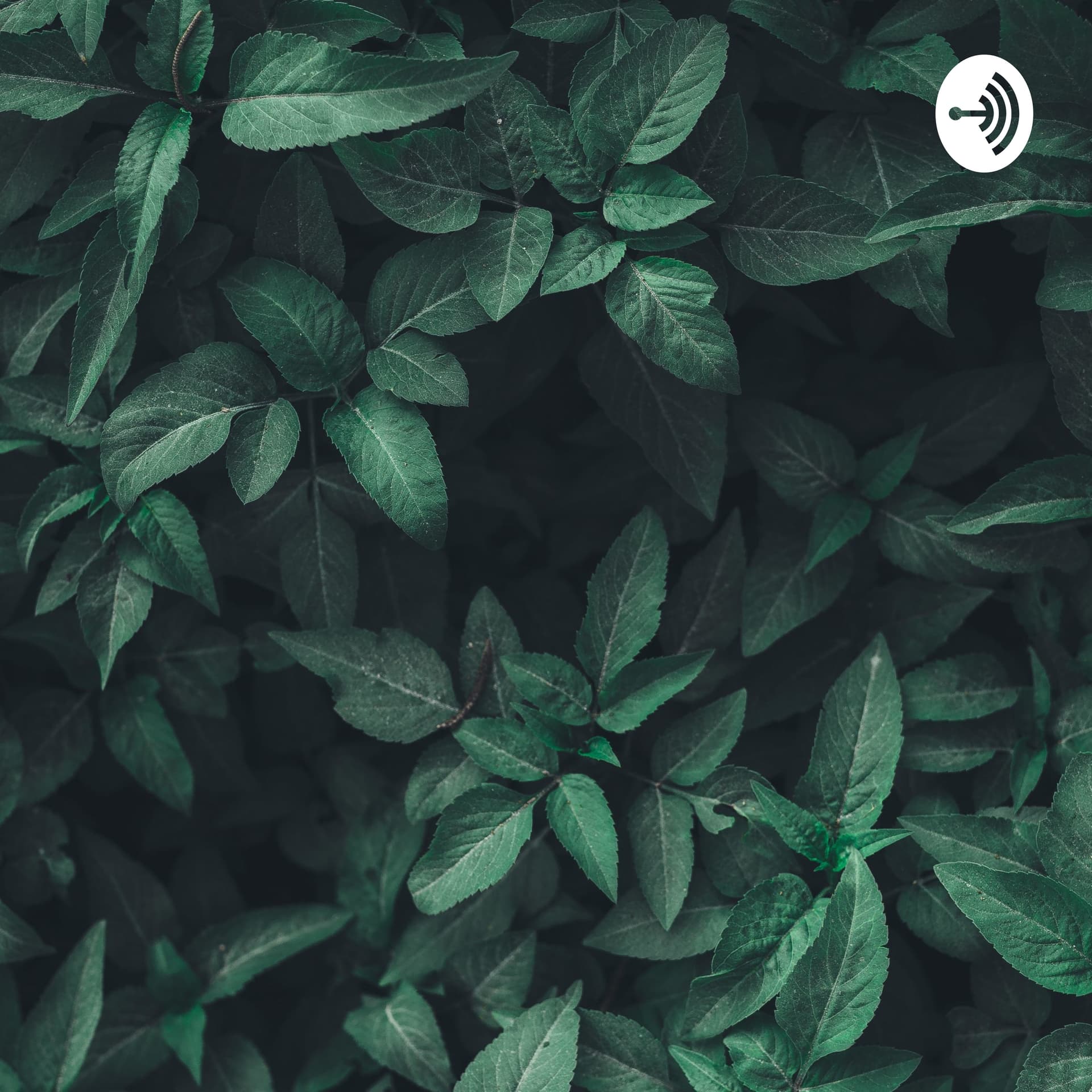 Игровые автоматы онлайн с игрой на деньги и без - Podcasts
