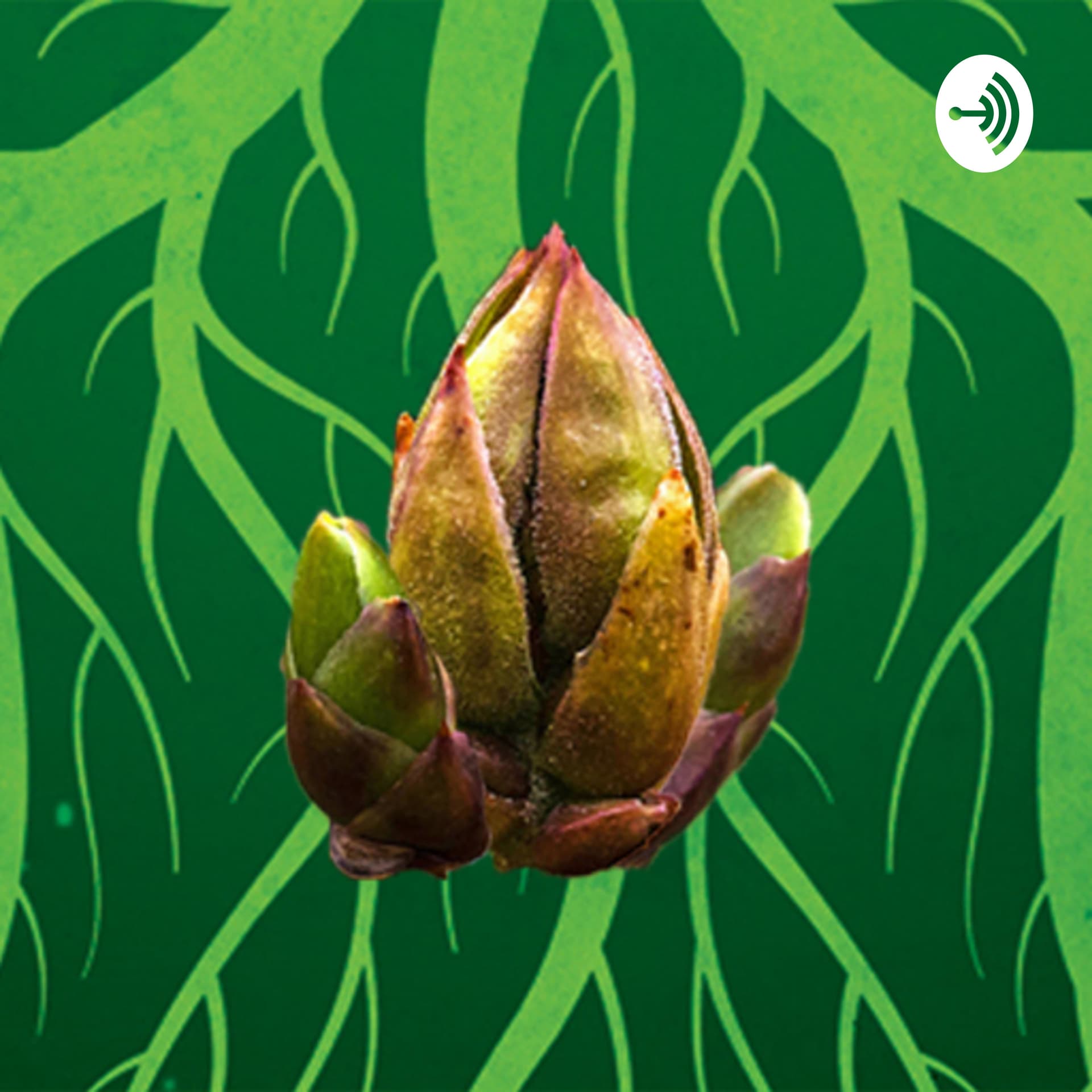 Knospenkraft und Wurzelspiel - Podcasts