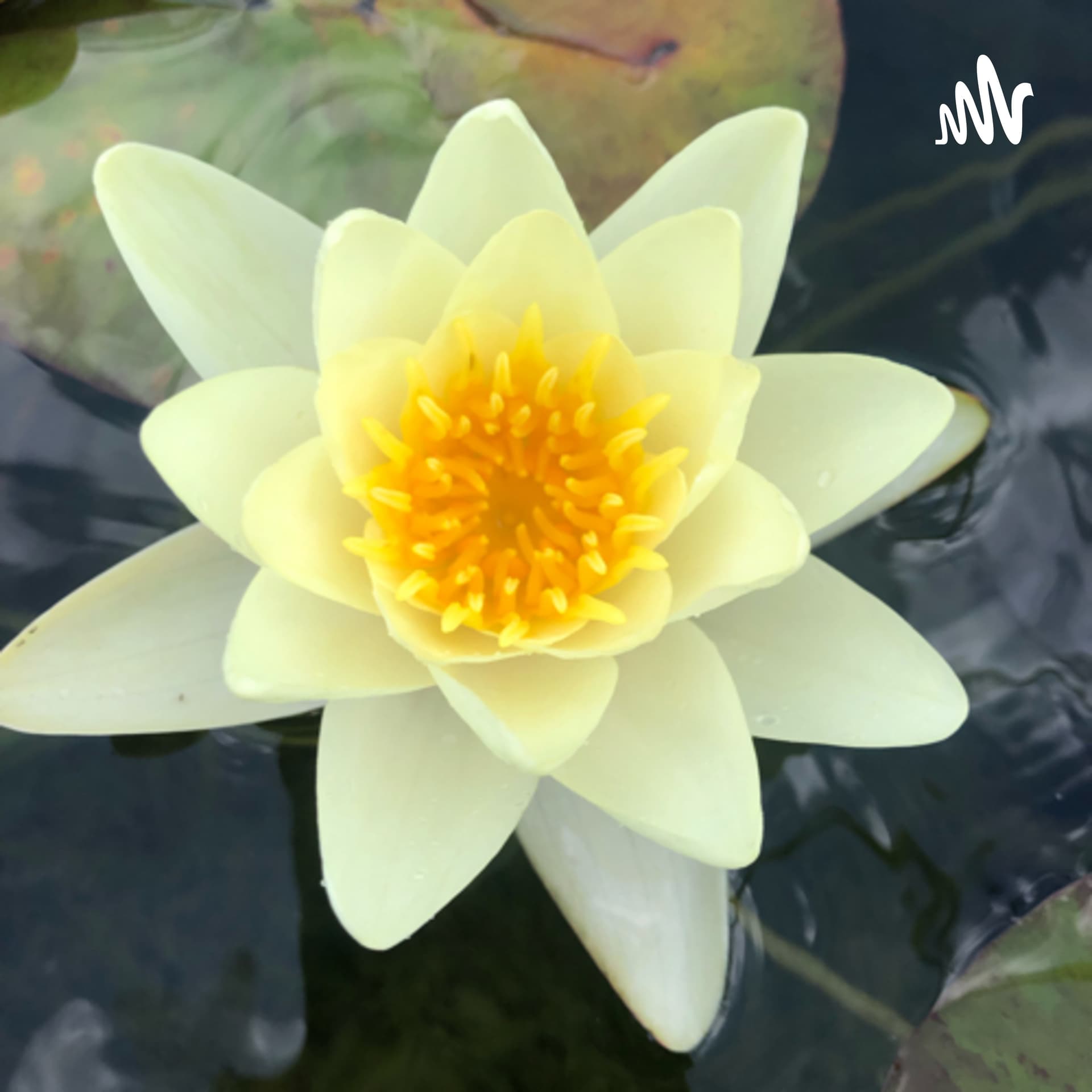 Heilsames Leben mit Yoga, Naturheilkunde, Geführte Meditation Realtalk - Podcasts