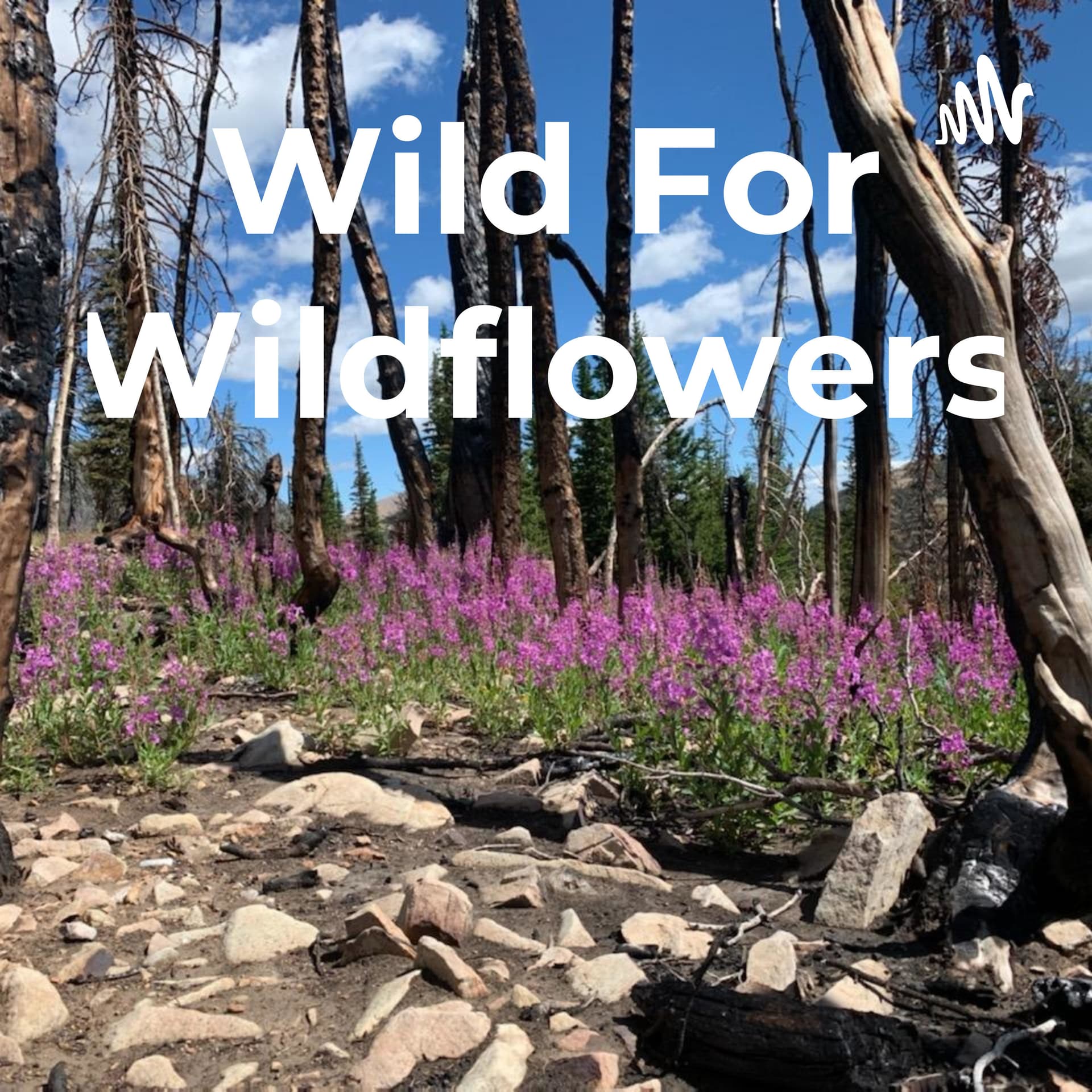 Wild For Wildflowers - Podcasts