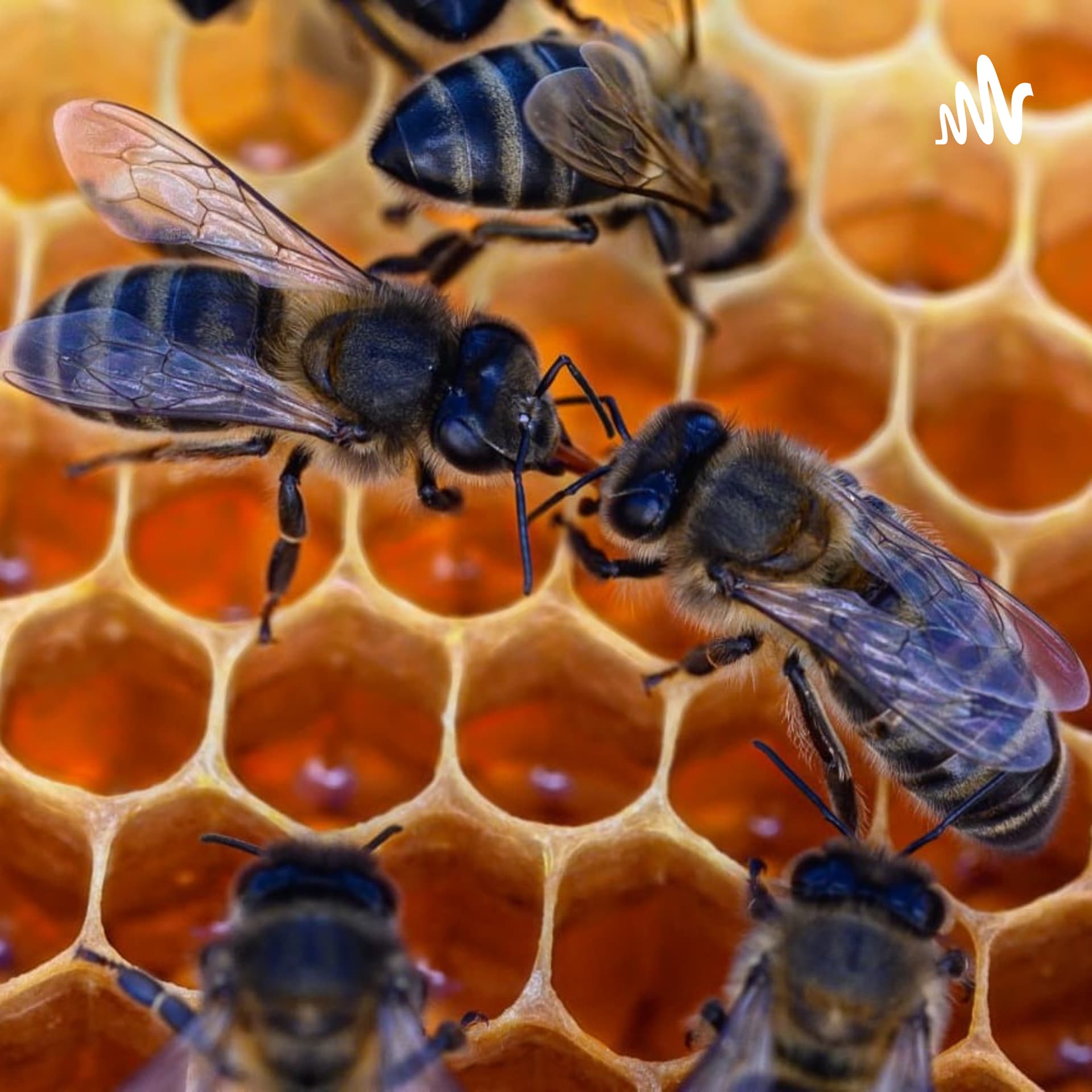 Caminando entre Abejas - Podcasts