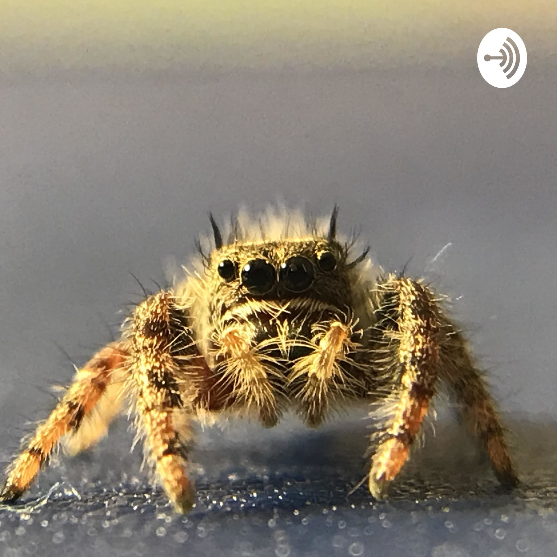 The Critter Keeper - Podcasts