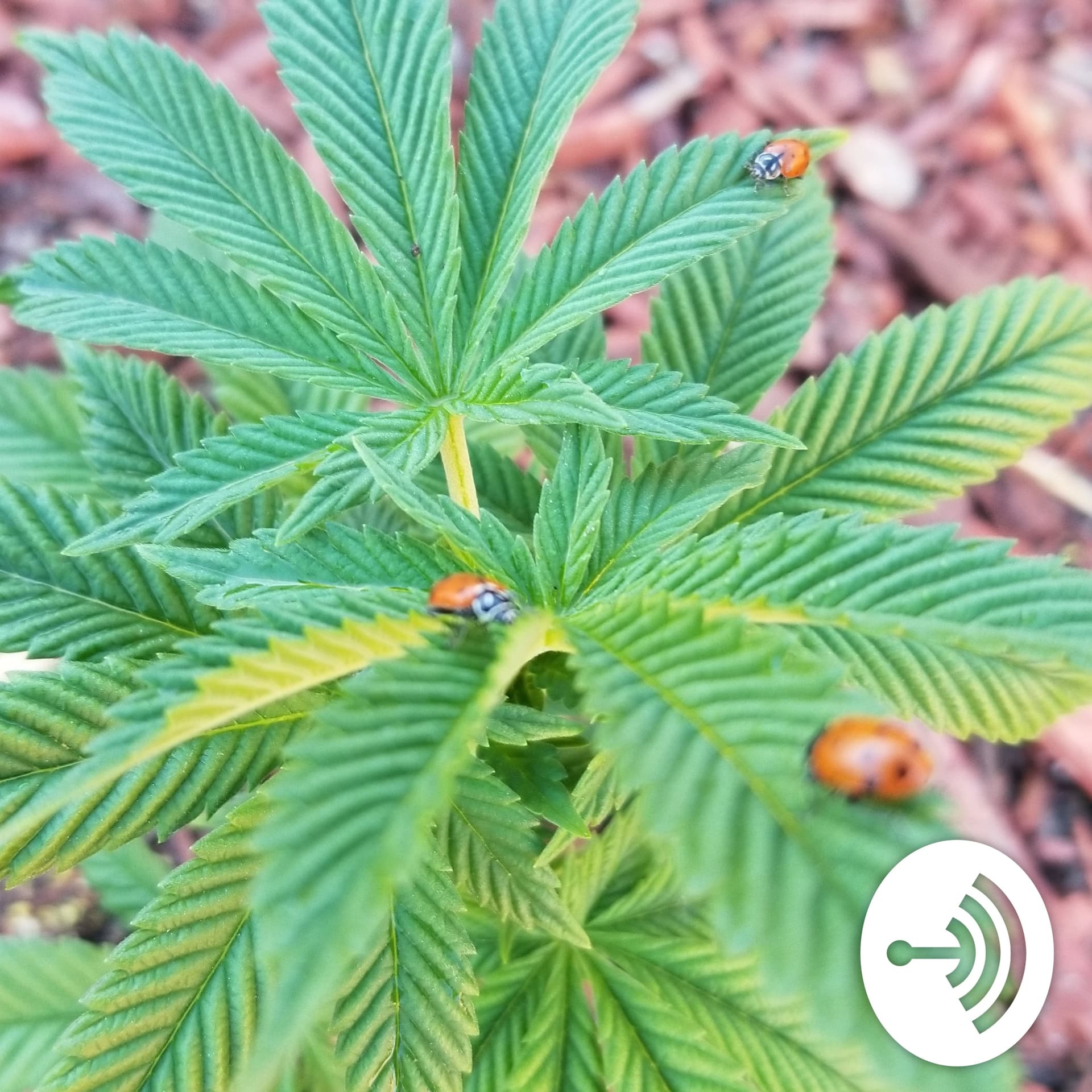 Enjoy The Harvest 702 - Podcasts