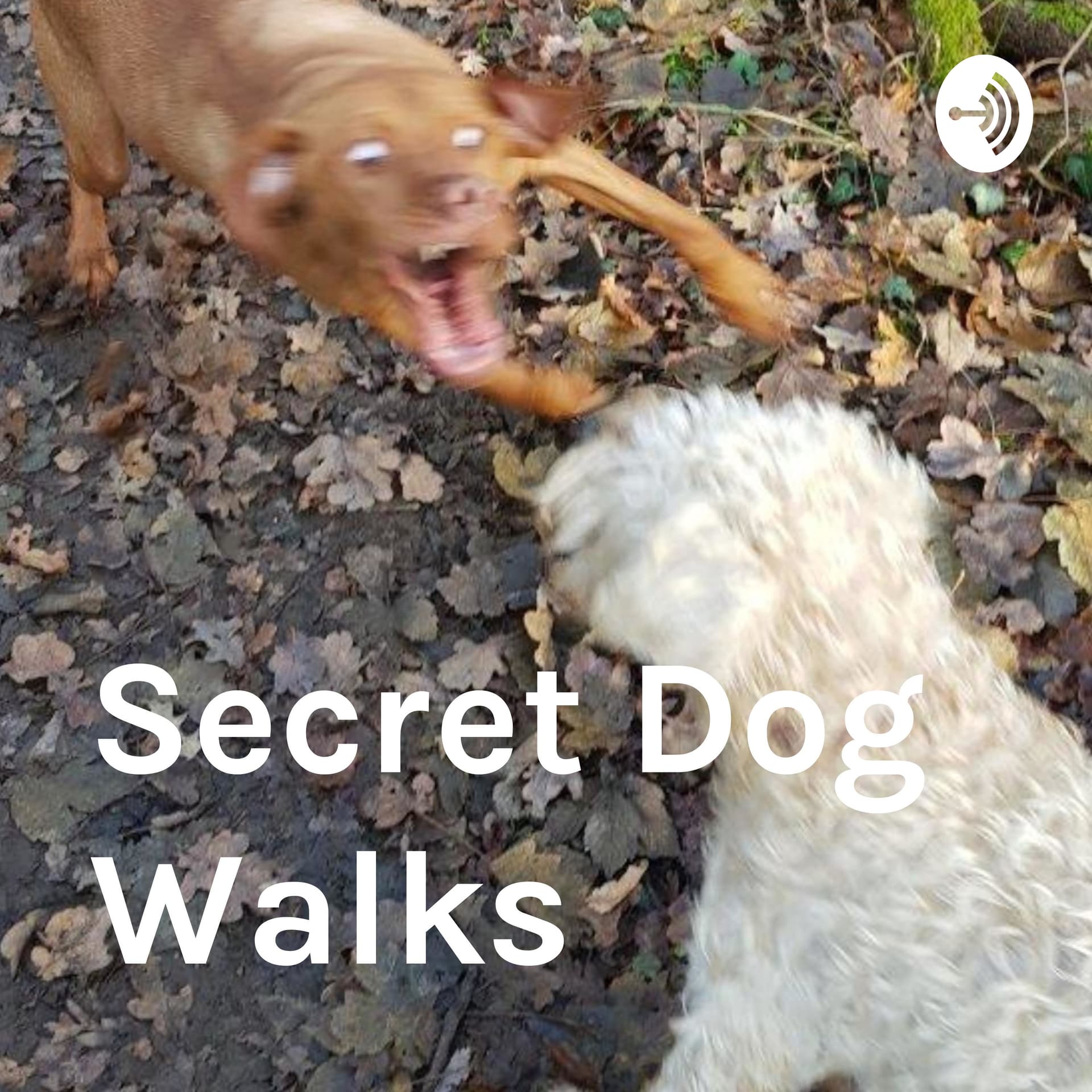 Secret Dog Walks - Podcasts