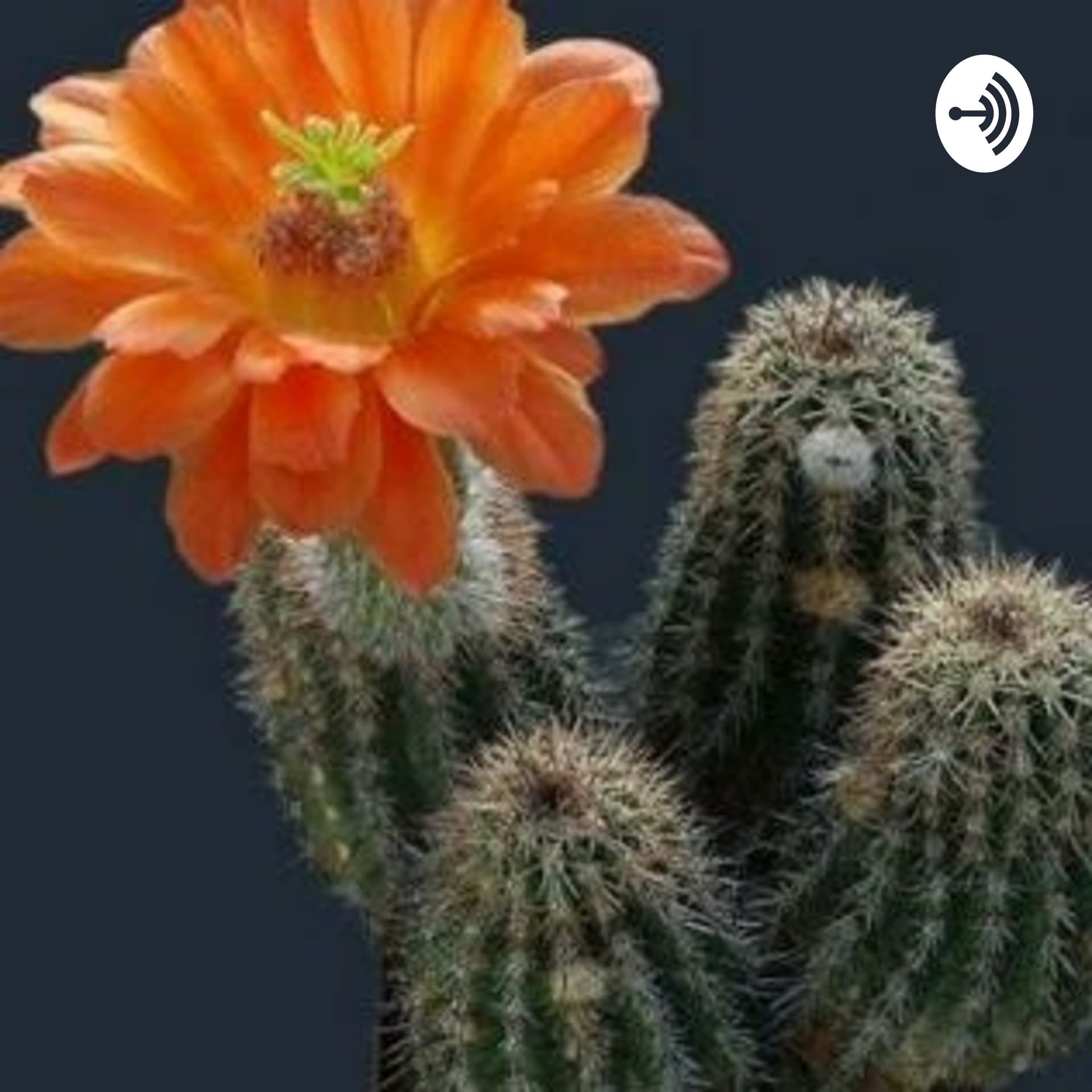 Blind Nesia - Podcasts
