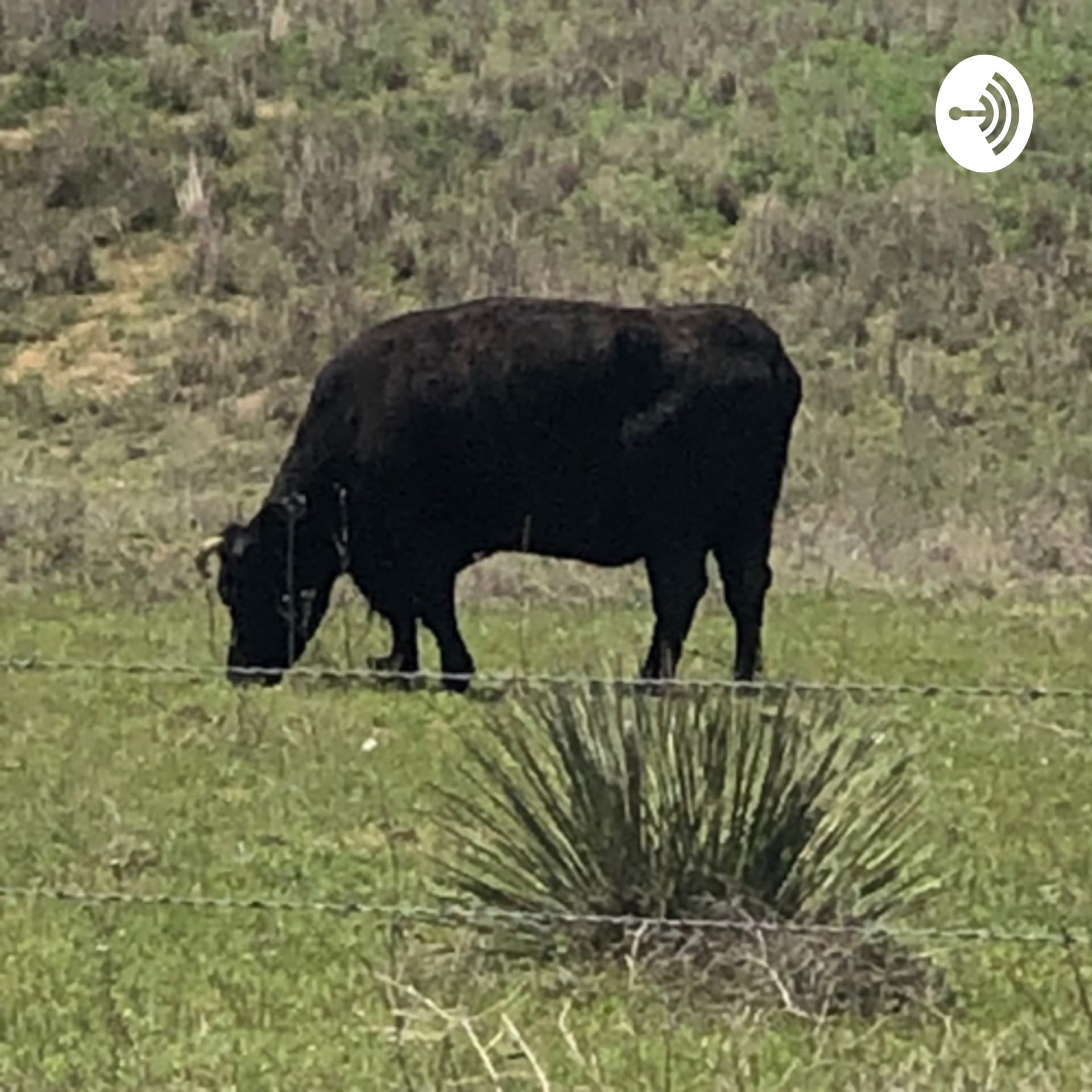 Vi’ and The Country Bumpkins - Podcasts