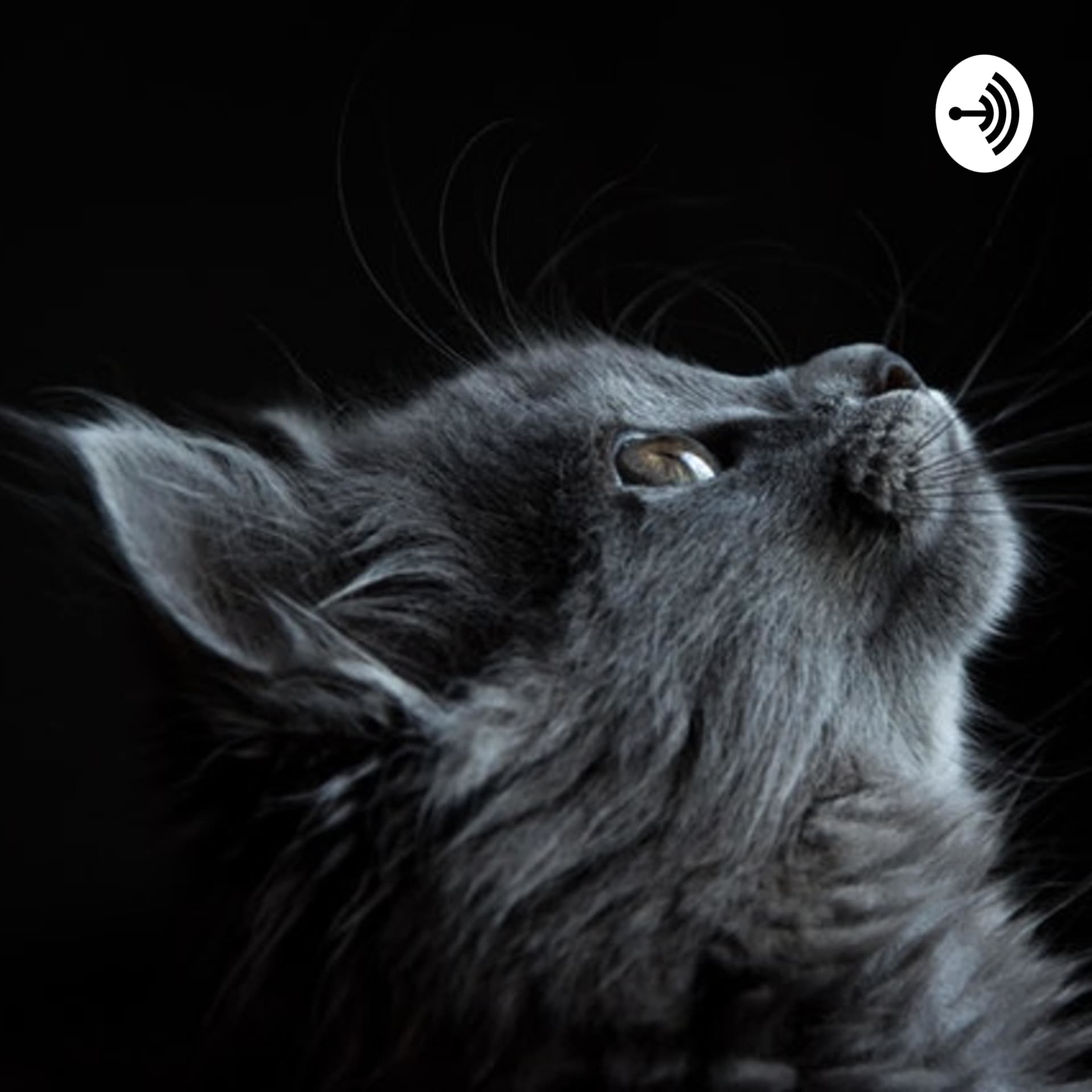MyReCats - Podcasts