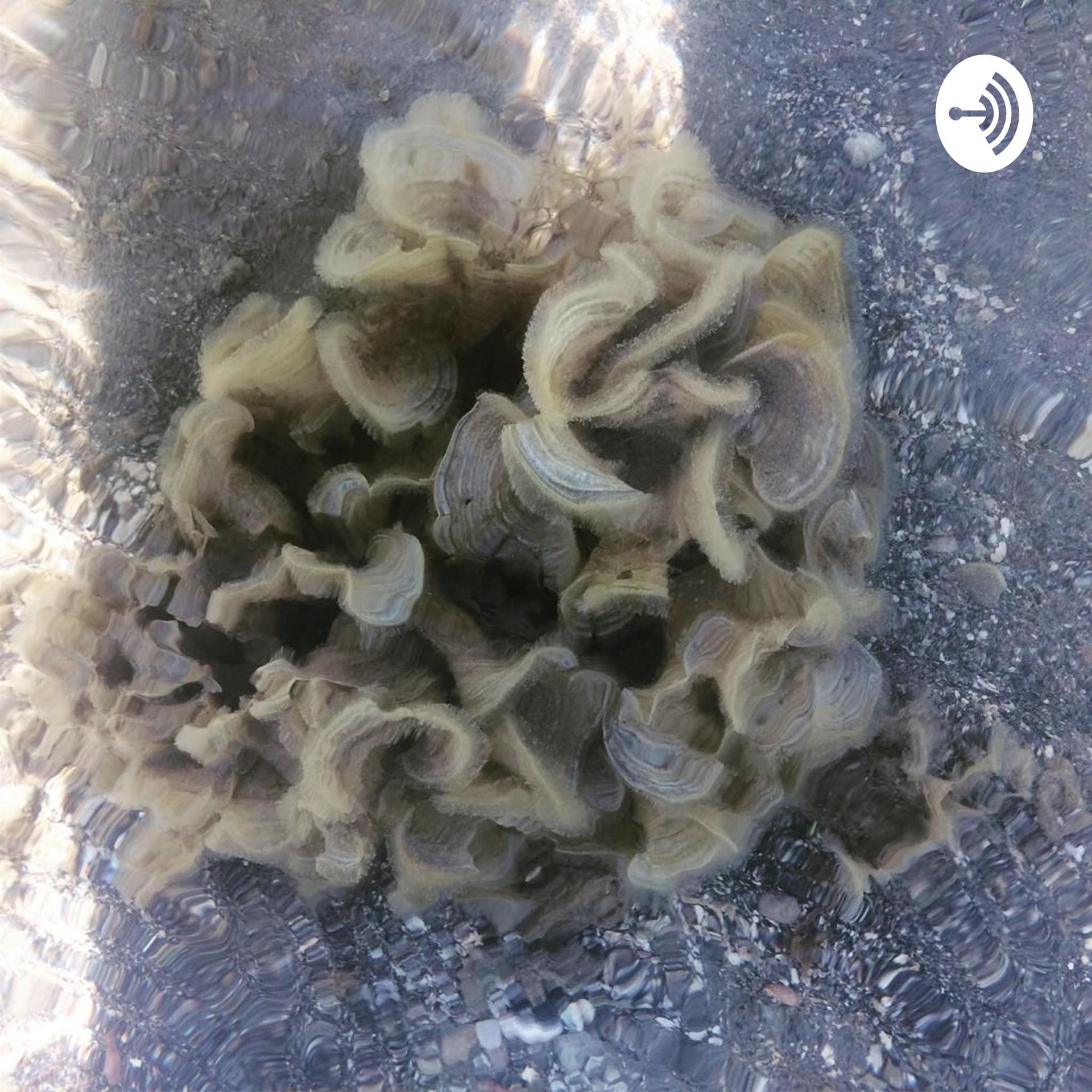 Intervenções bárbaras: o ensino como ato poético / comunidade de tradução - Podcasts