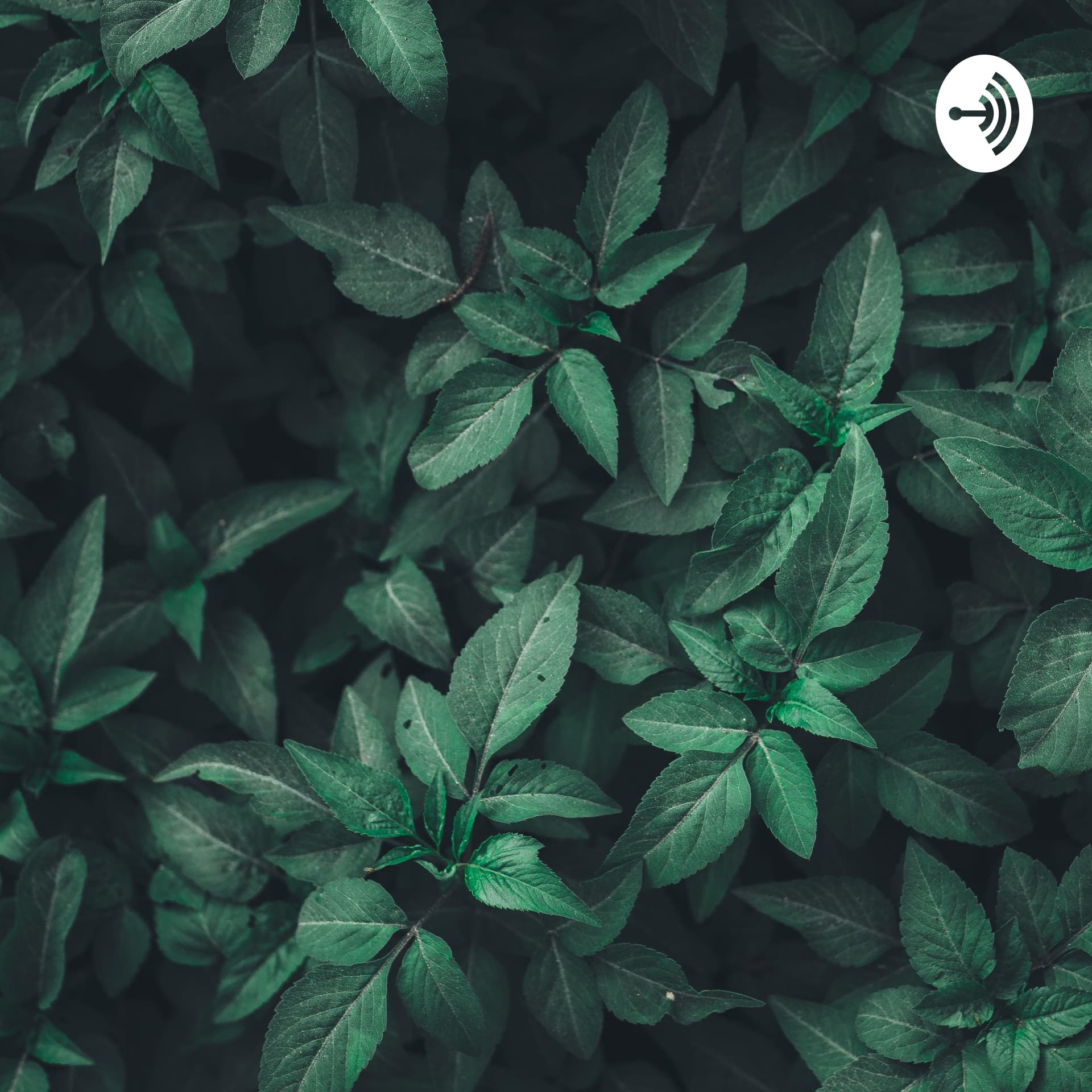 銀ラジオ - Podcasts