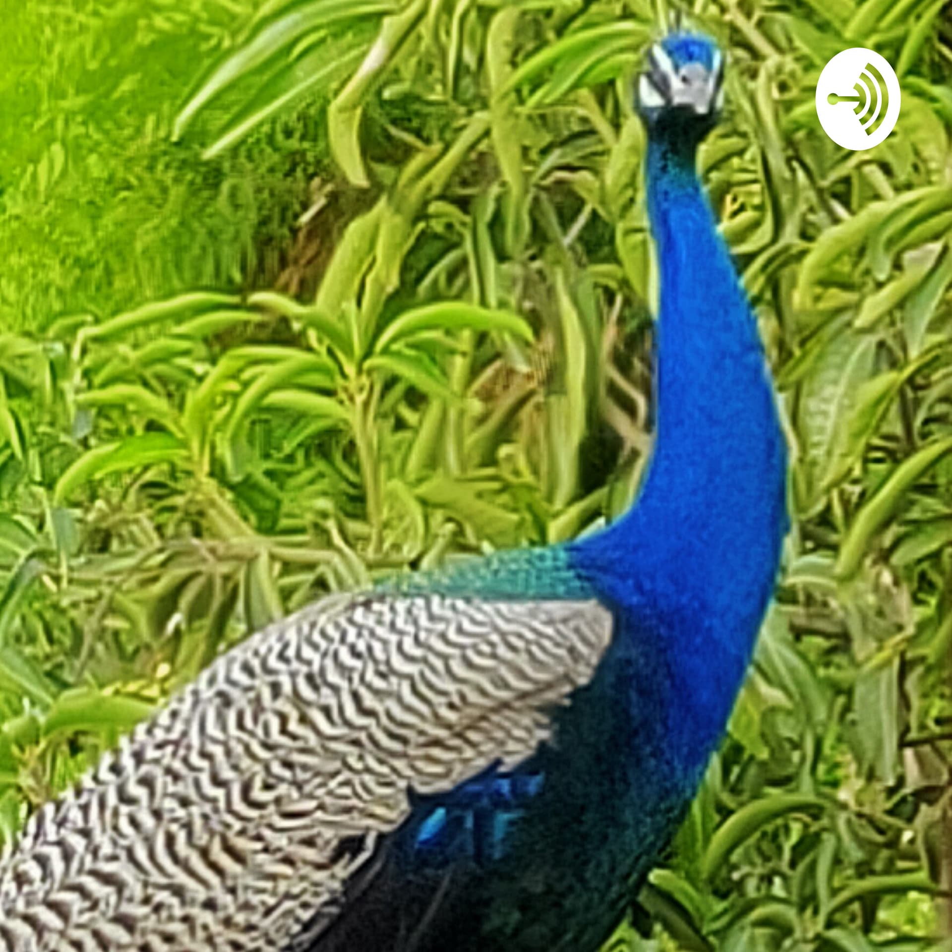 Urangavaikkum Kutti Tamil Kathaigal - Podcasts