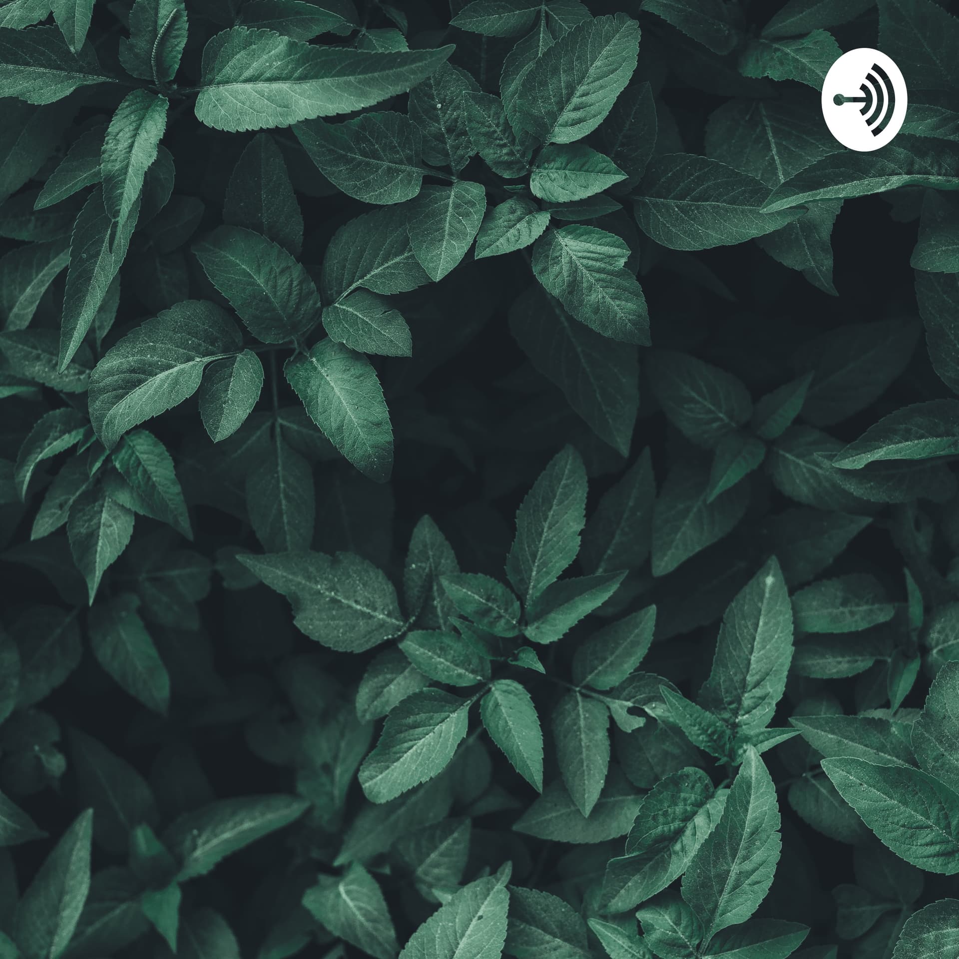 Shivani Wadhwa - Podcasts