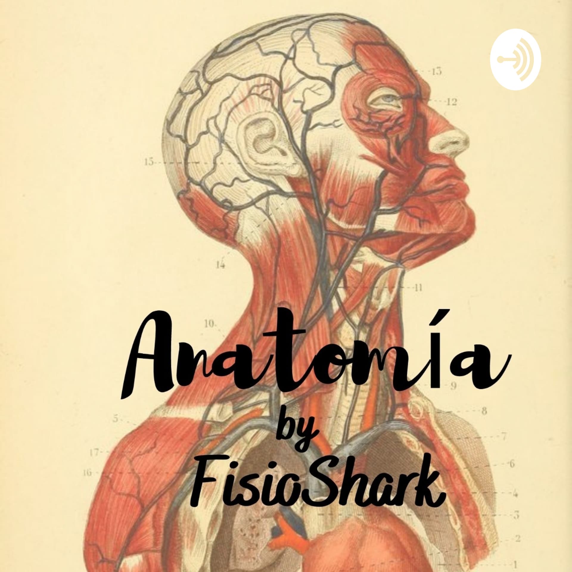 Anatomía By FisioShark - Podcasts