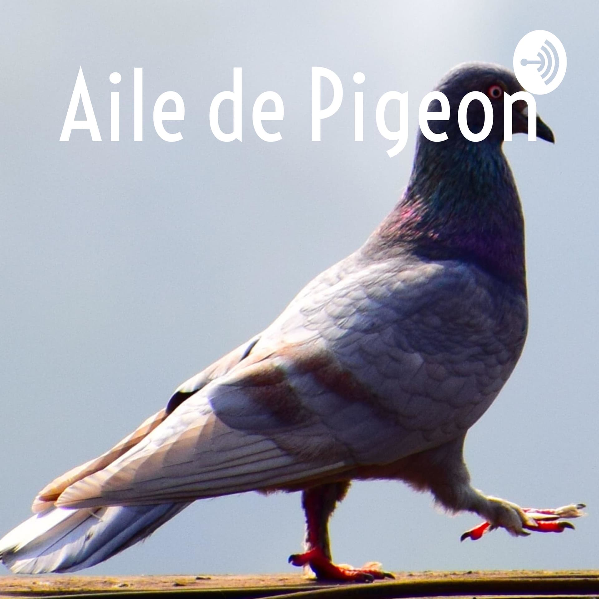 Aile de Pigeon - Podcasts