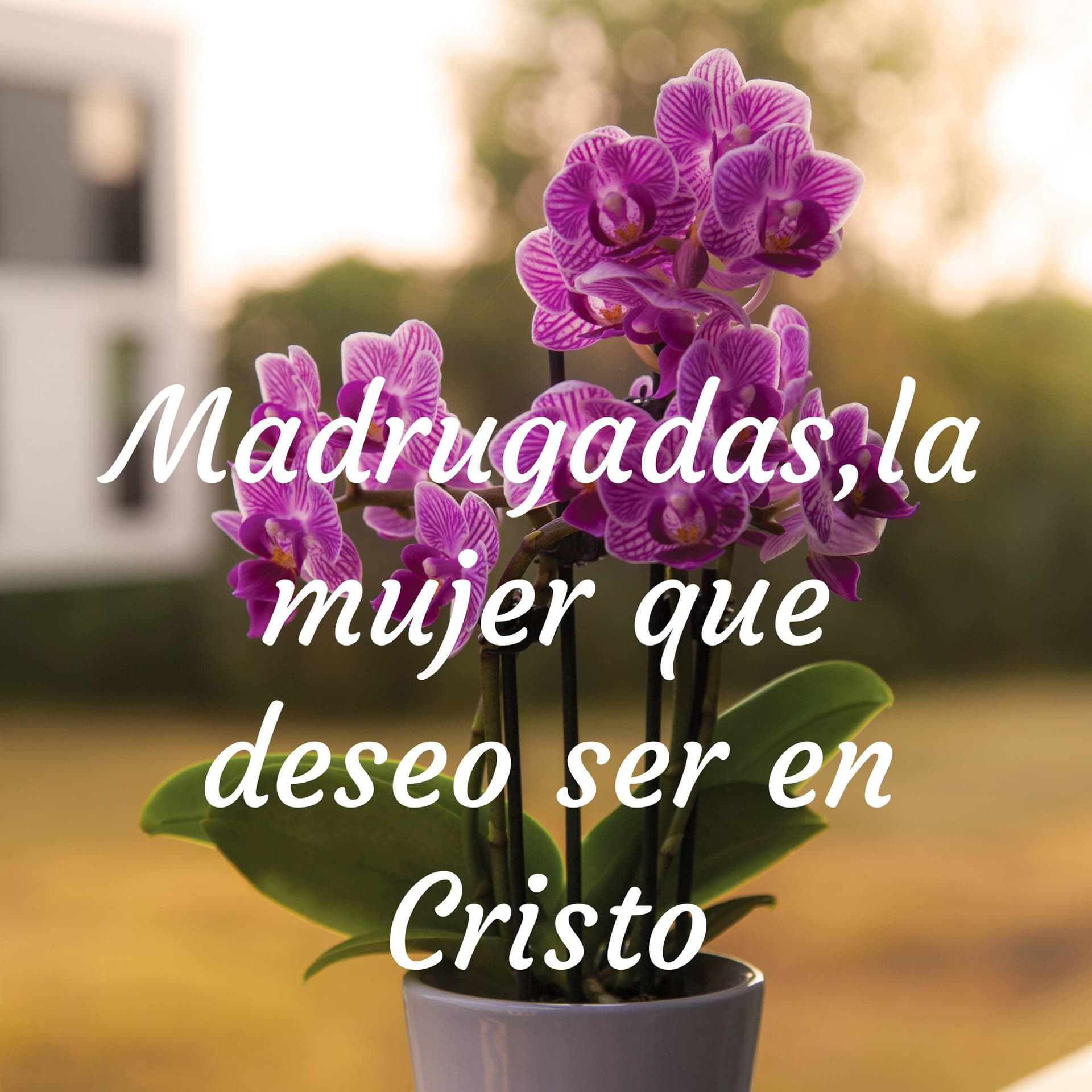 De Madrugadas: la mujer que deseo ser en Cristo - Podcasts