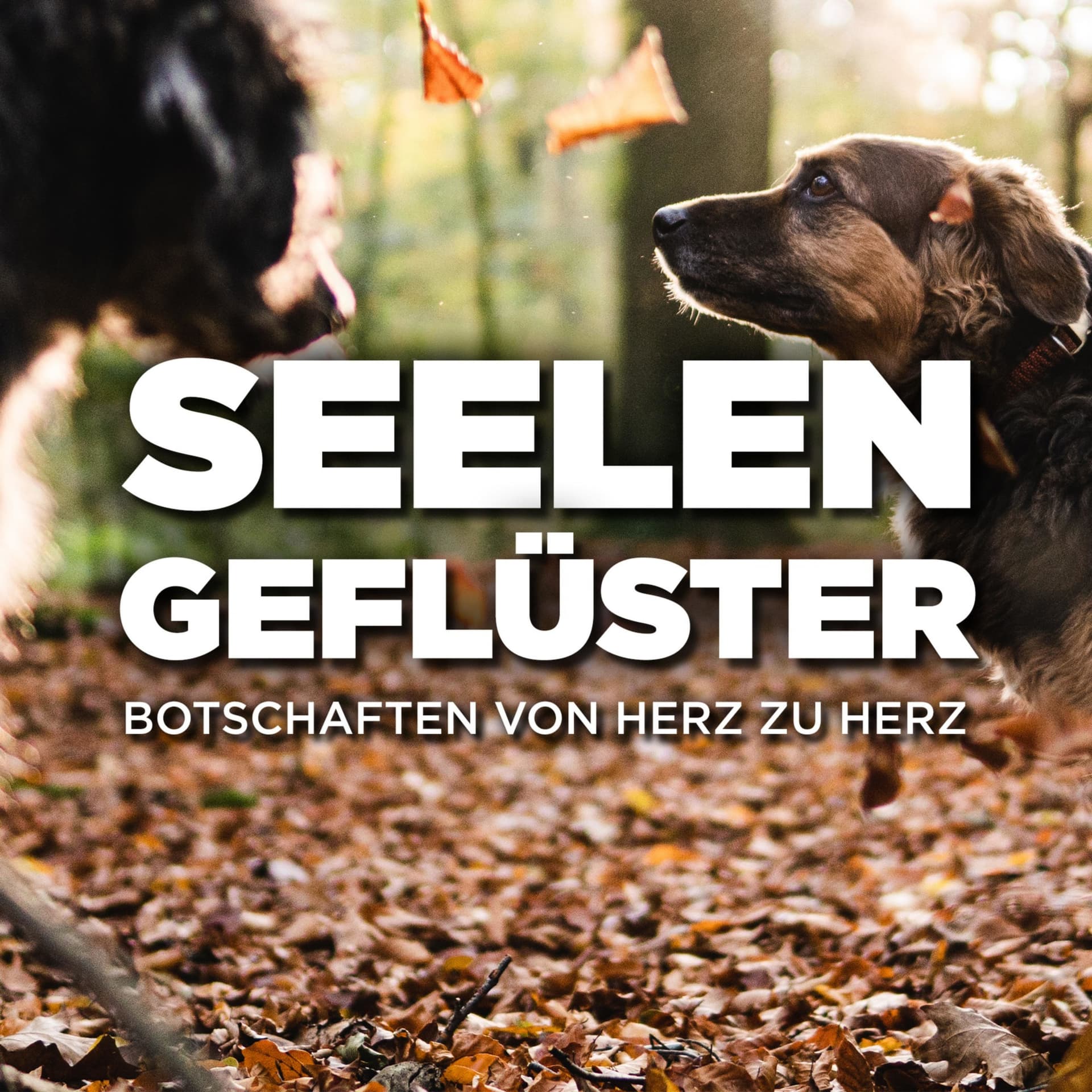 Seelengeflüster - Botschaften von Herz zu Herz - Podcasts
