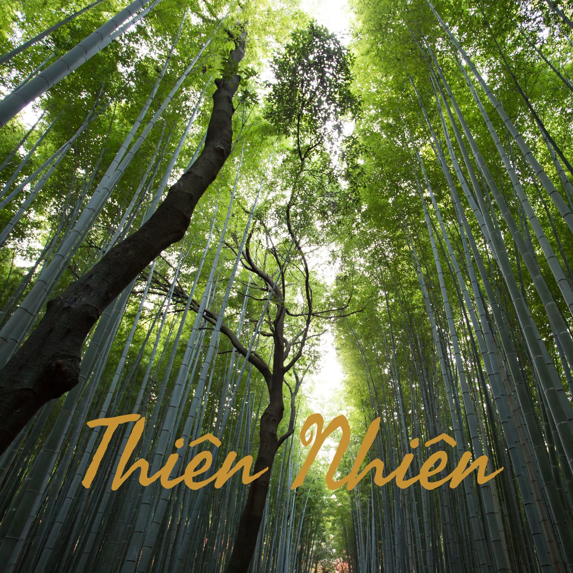 Thiên Nhiên - Podcasts
