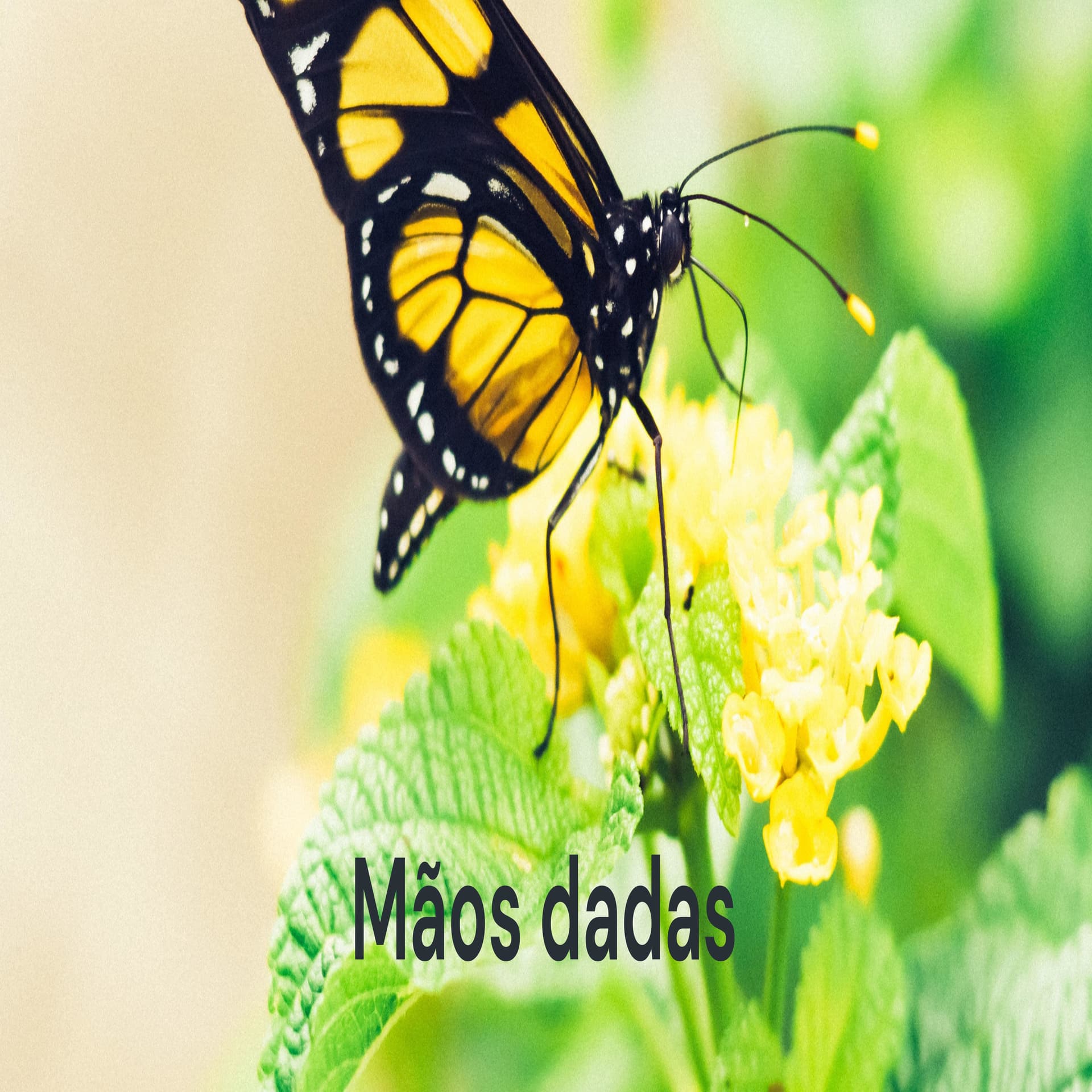 Mãos dadas - Cartório/SP - Podcasts