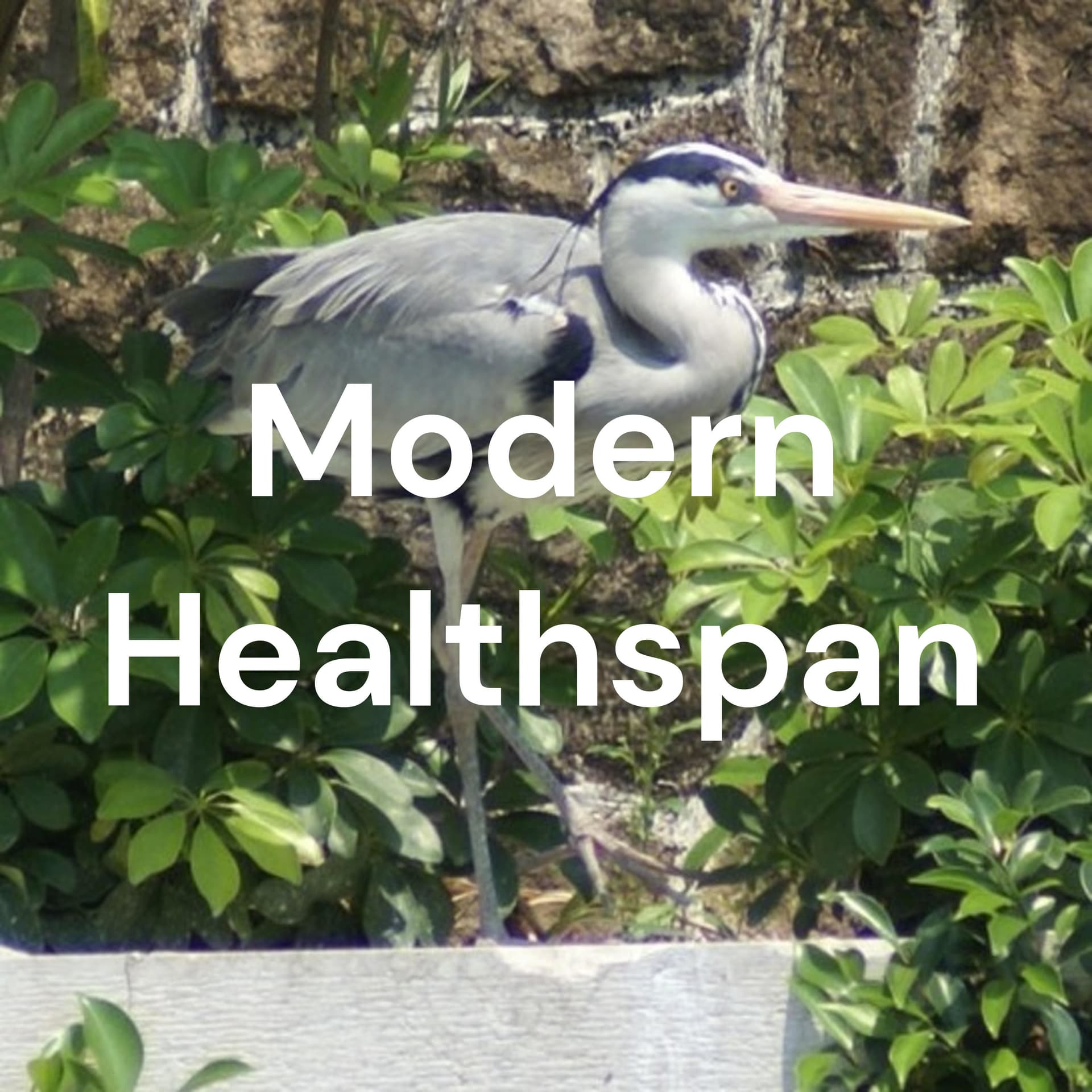 Modern Healthspan - Podcasts