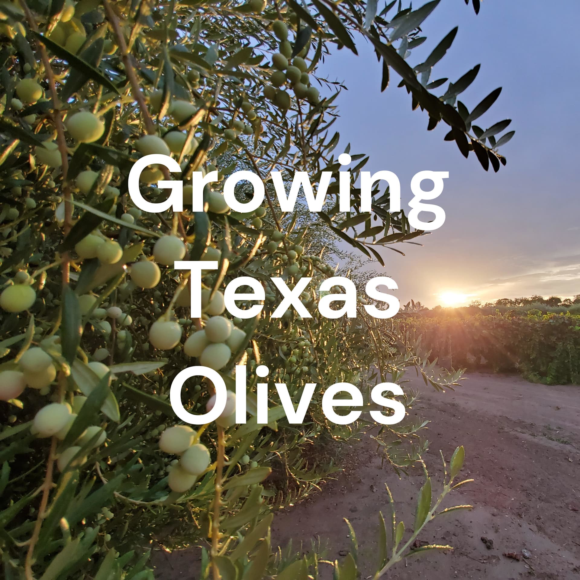 Growing Texas Olives - Podcasts