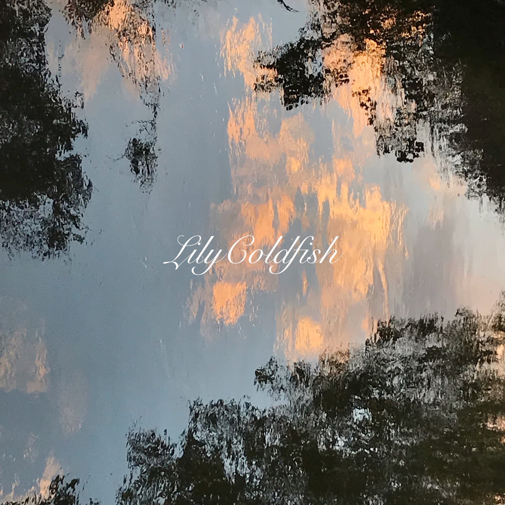 冷魚莉莉LilyColdfish