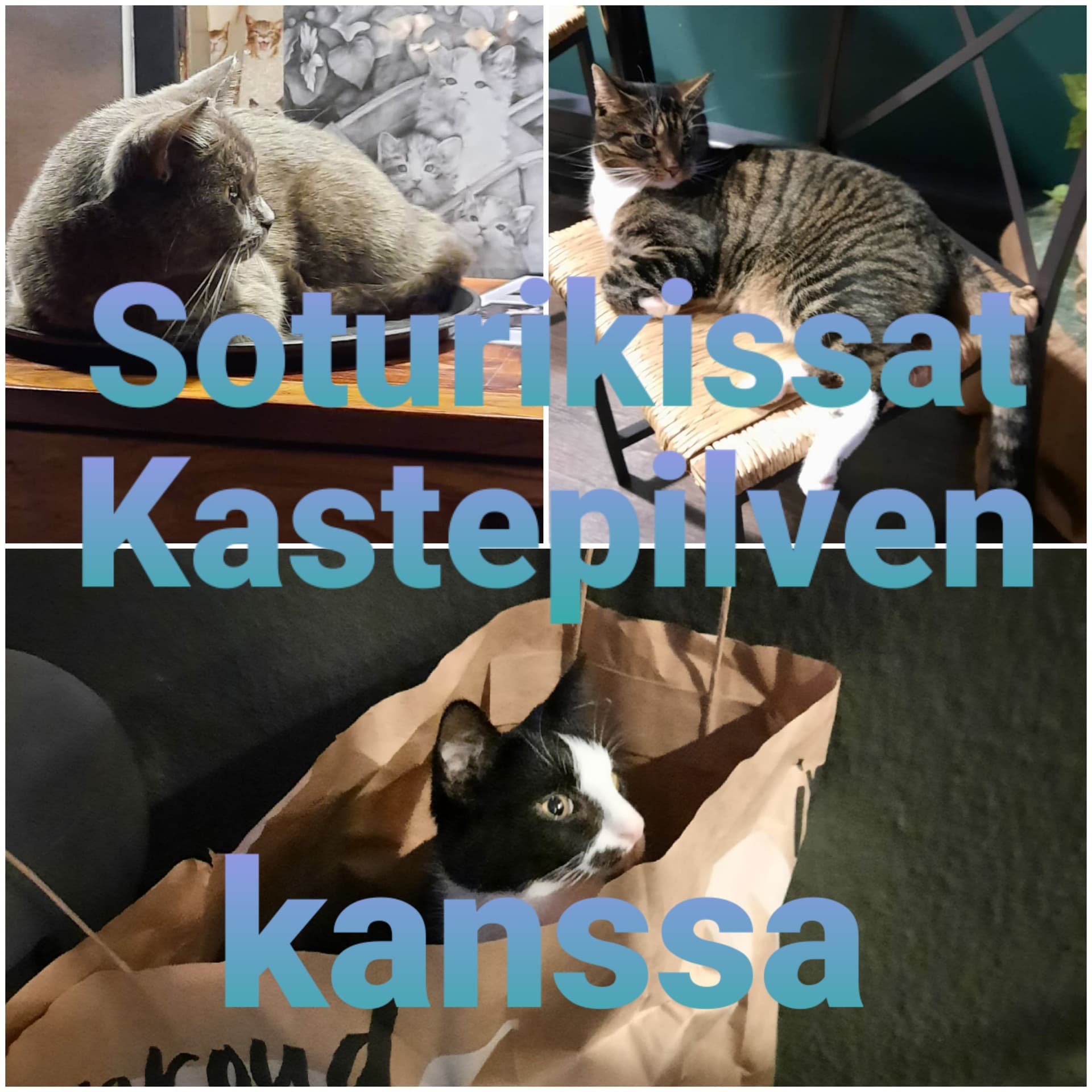 Soturikissat Kastepilven kanssa - Podcasts