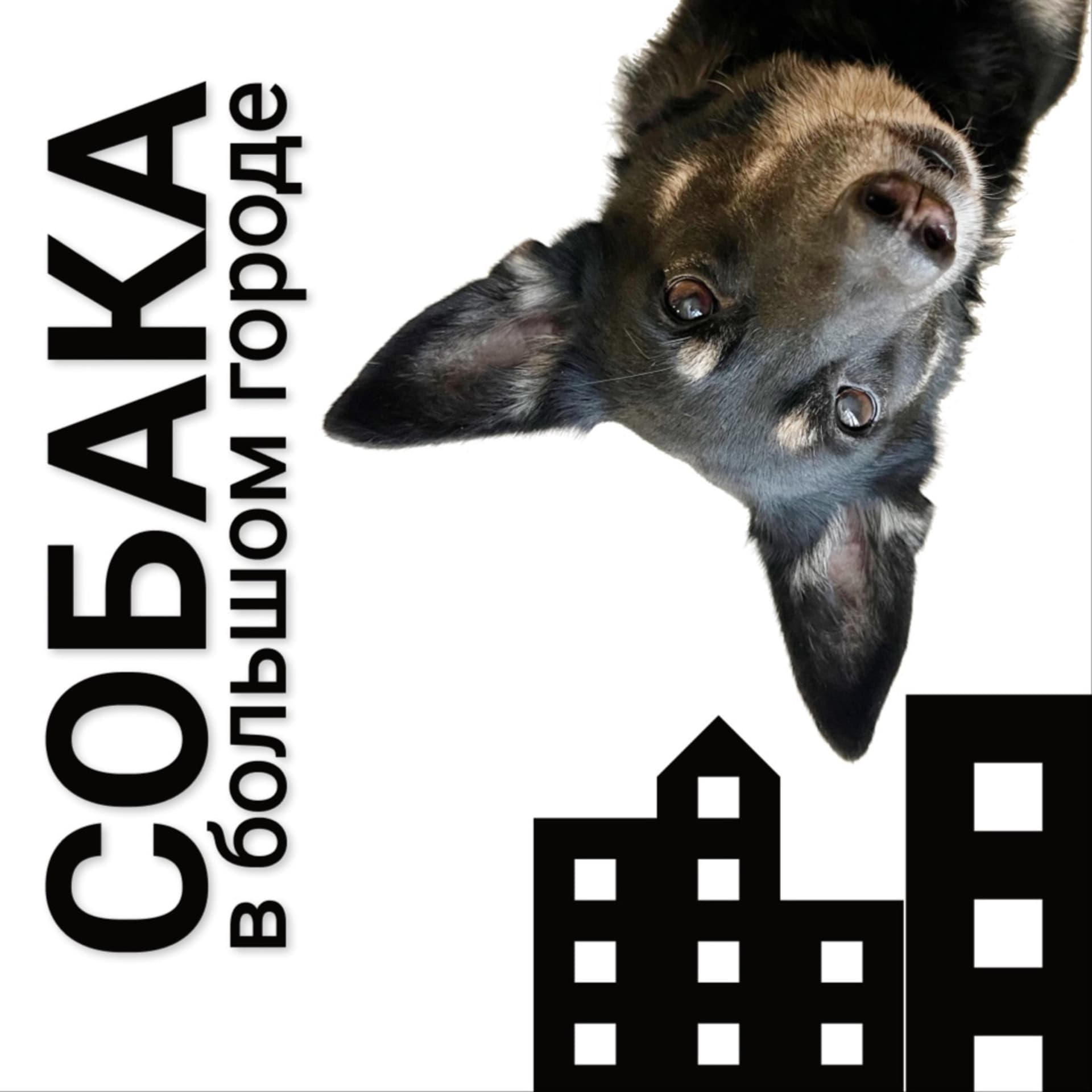 Собака в большом городе - Podcasts
