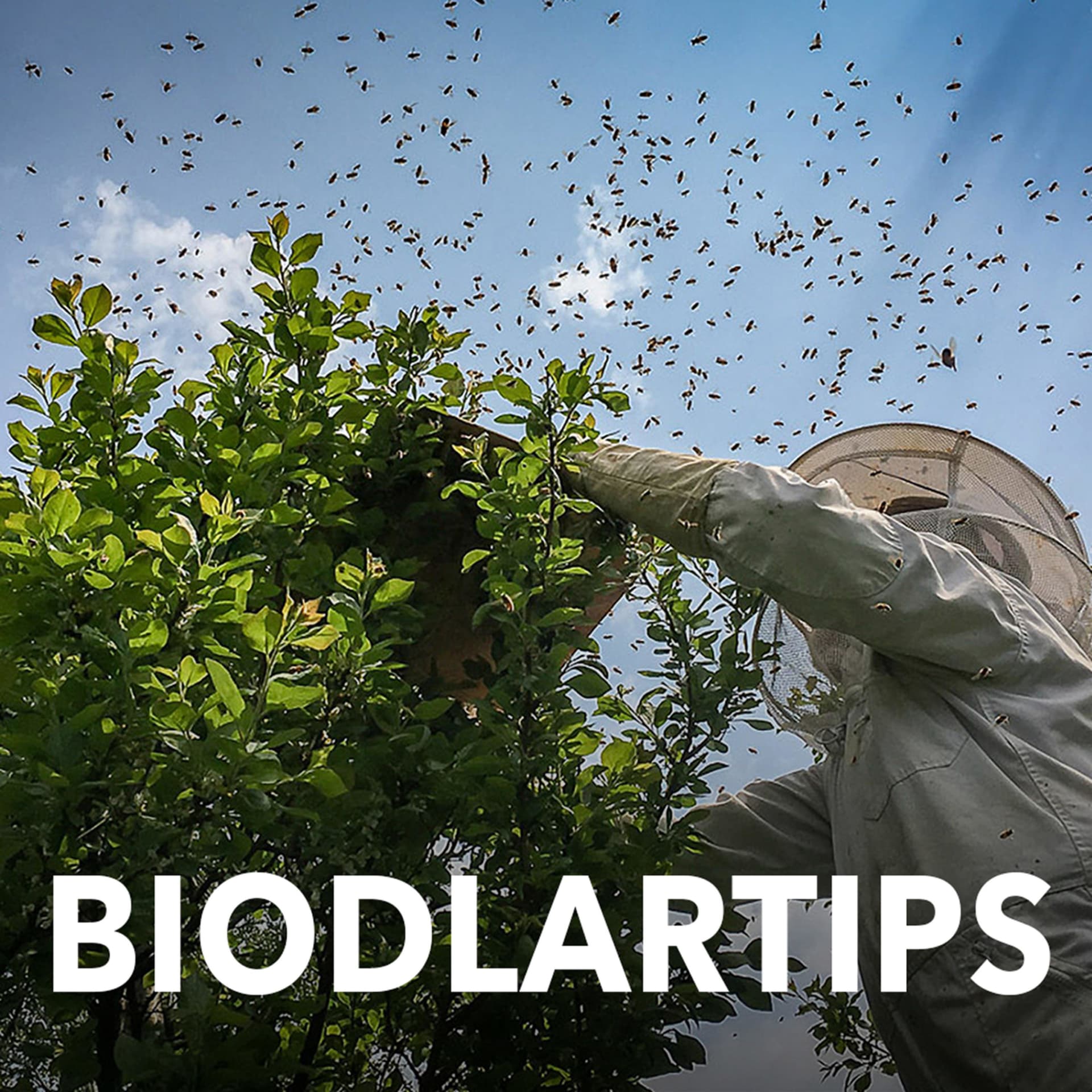 Biodlartips - Podcasts