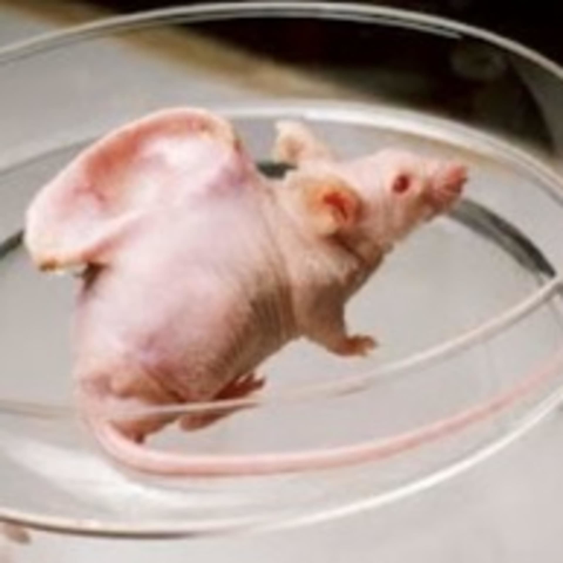Lab Rat Ramblings - Podcasts