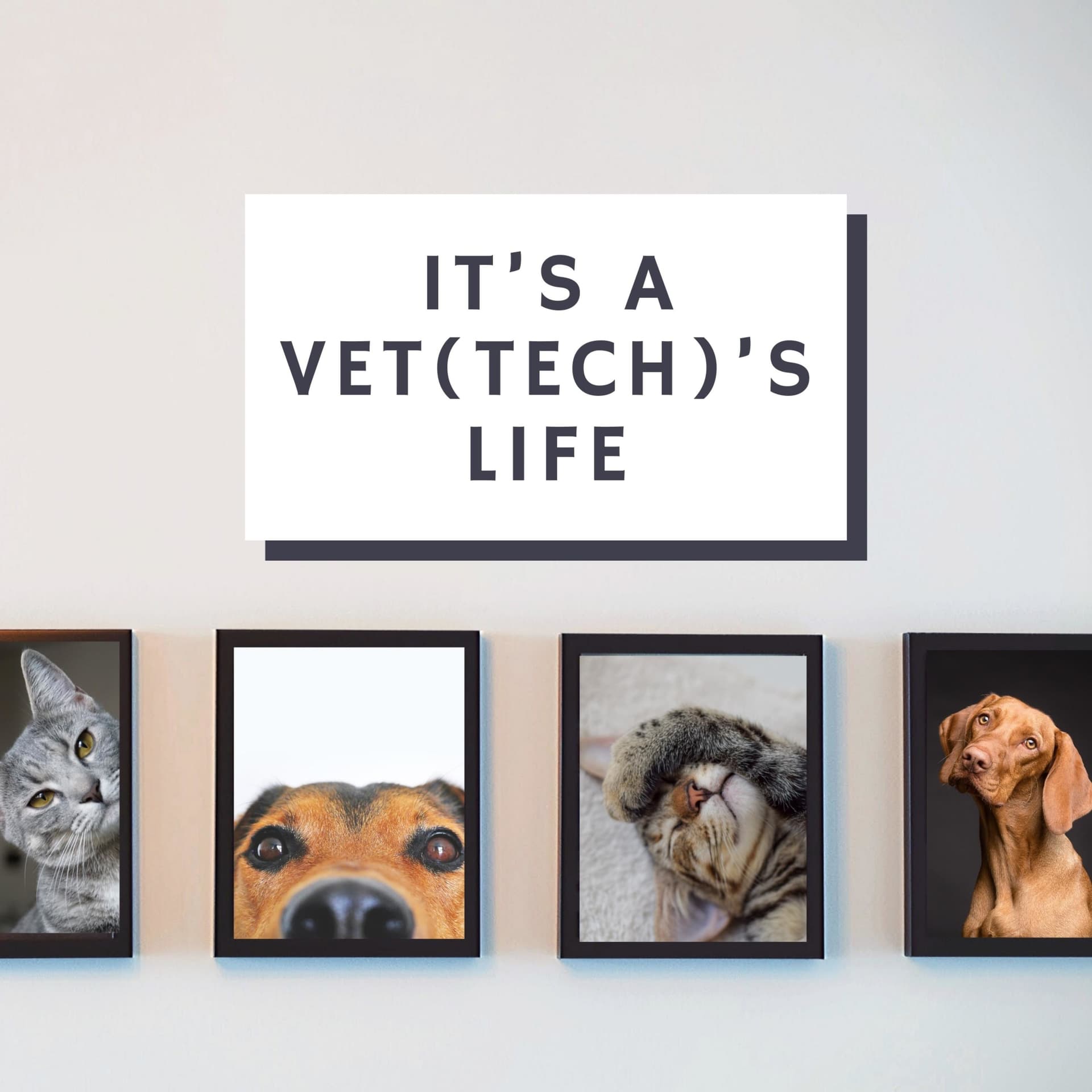 It’s a Vet(Tech)’s Life - Podcasts