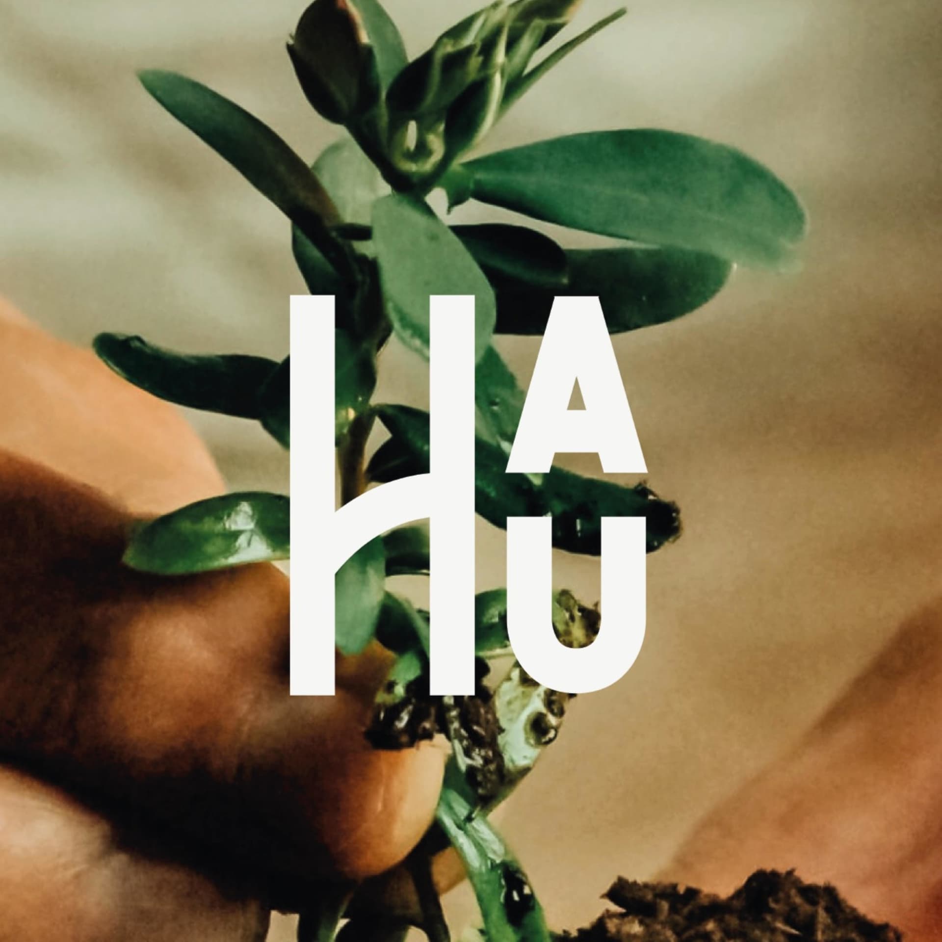 Hau Plant - Podcasts