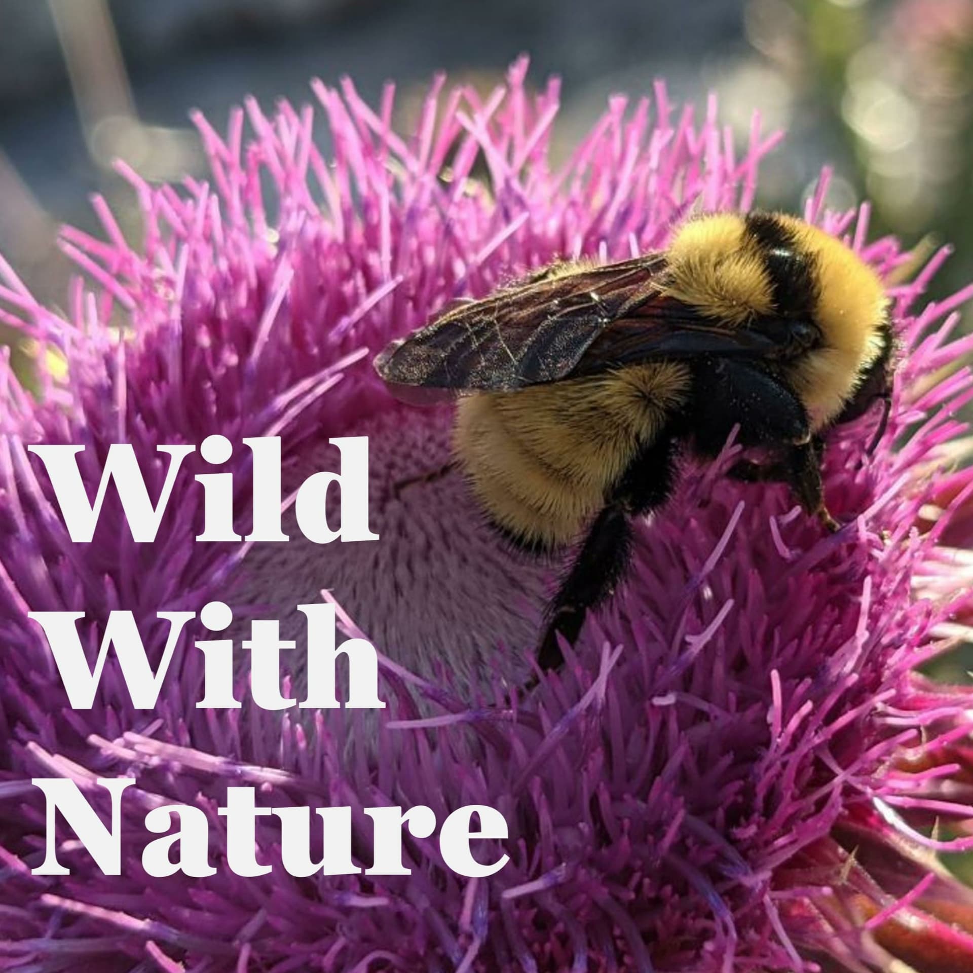 Wild With Nature - Podcasts