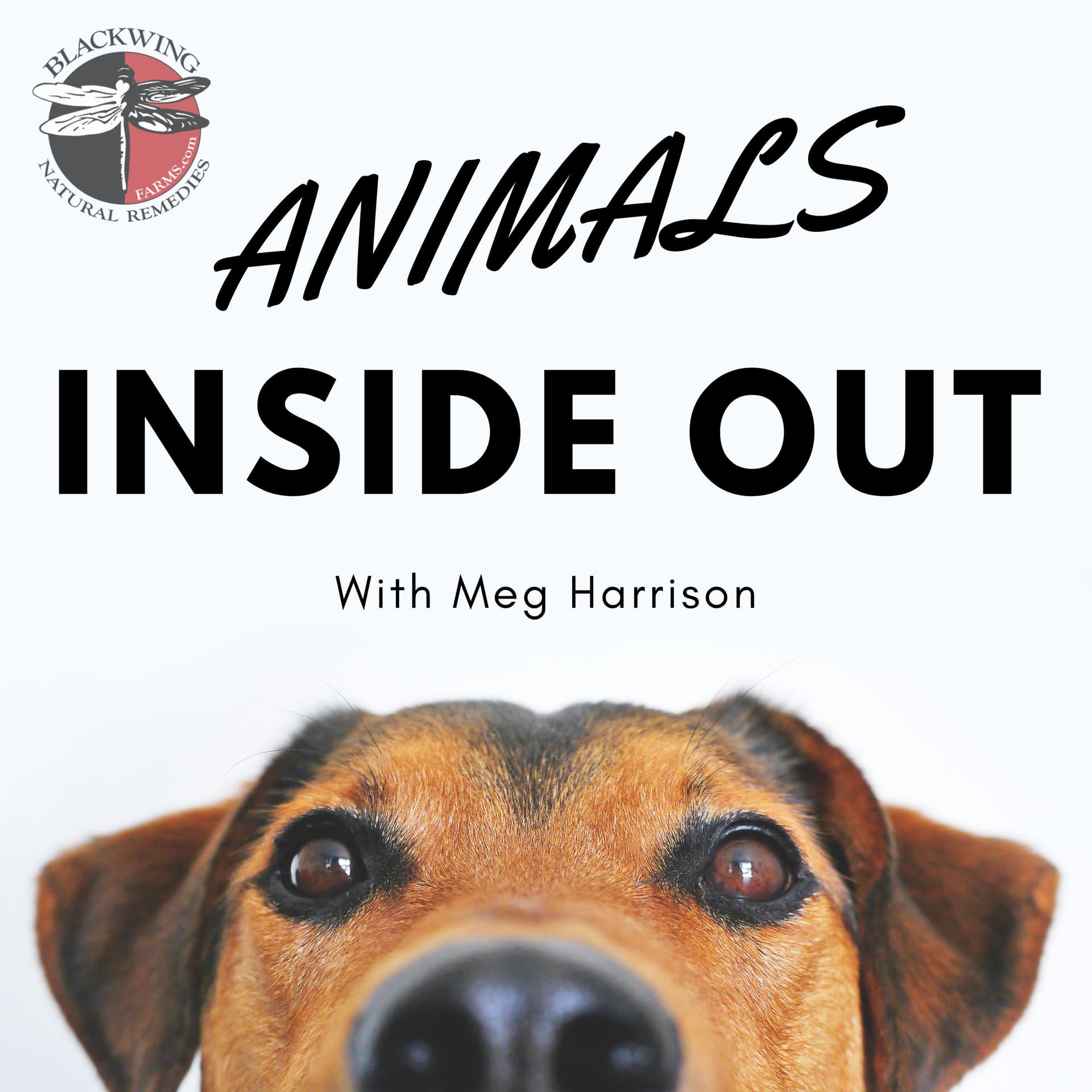 Animals Inside Out - Podcasts