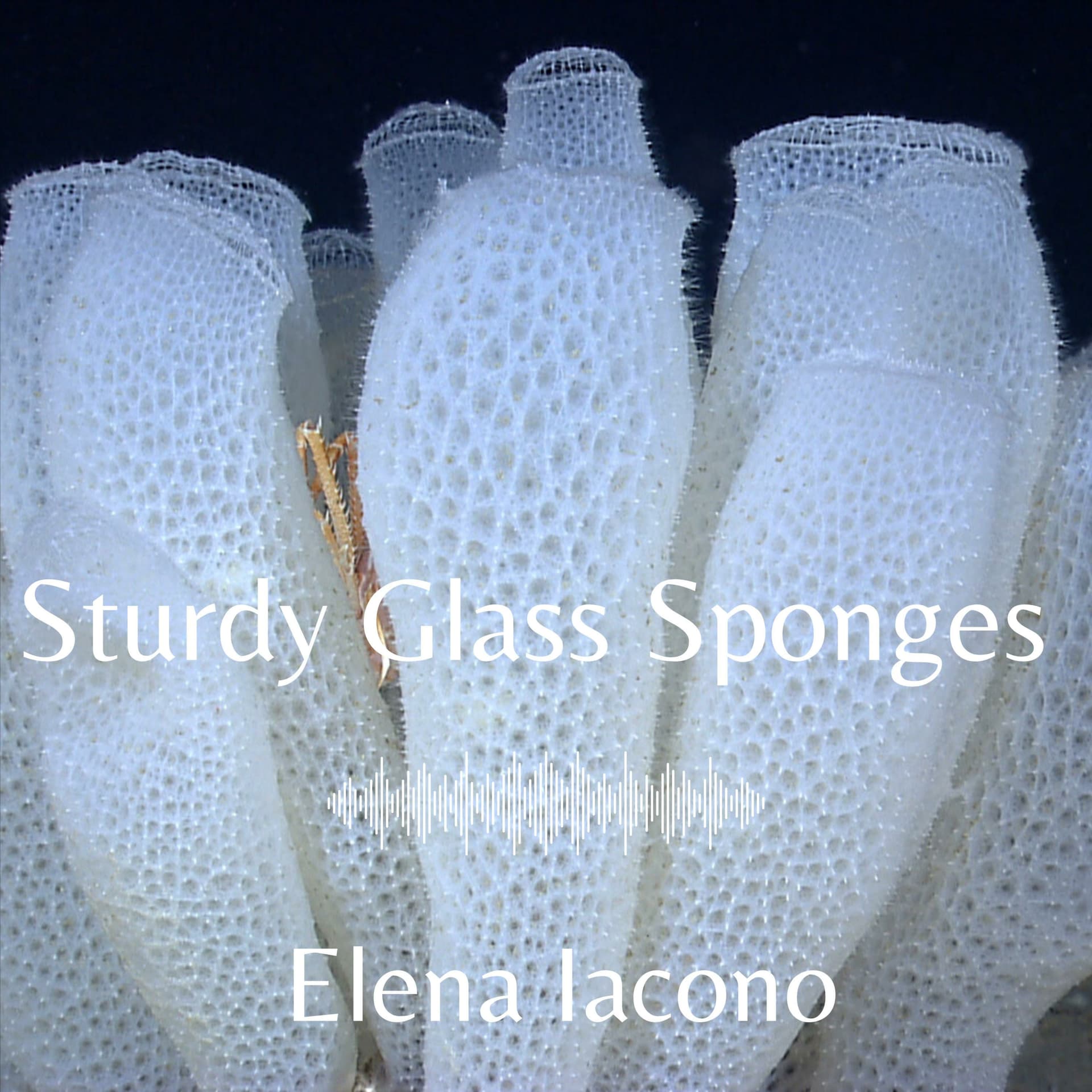 Sturdy Glass Sponges - Podcasts