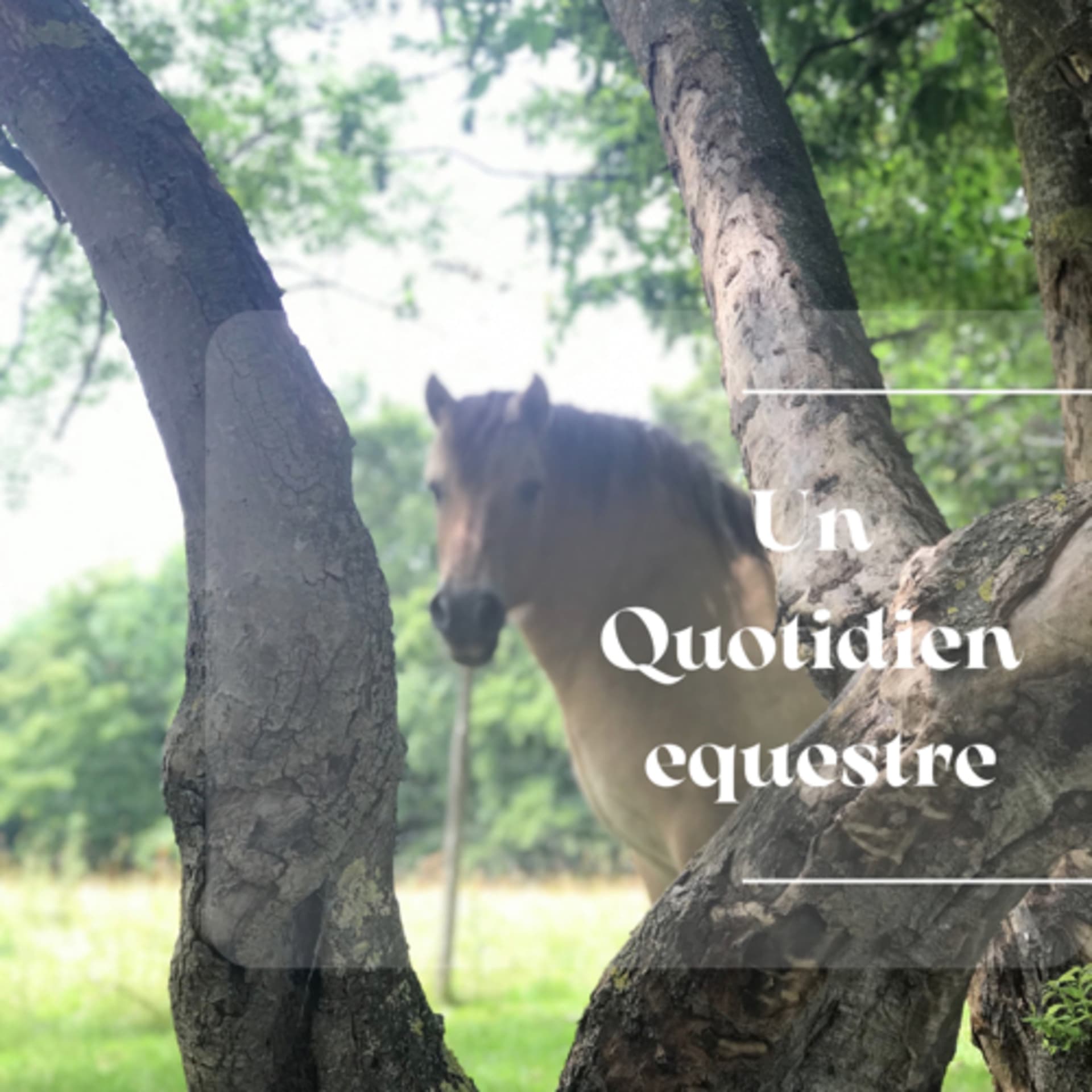 Un Quotidien Equestre - Podcasts