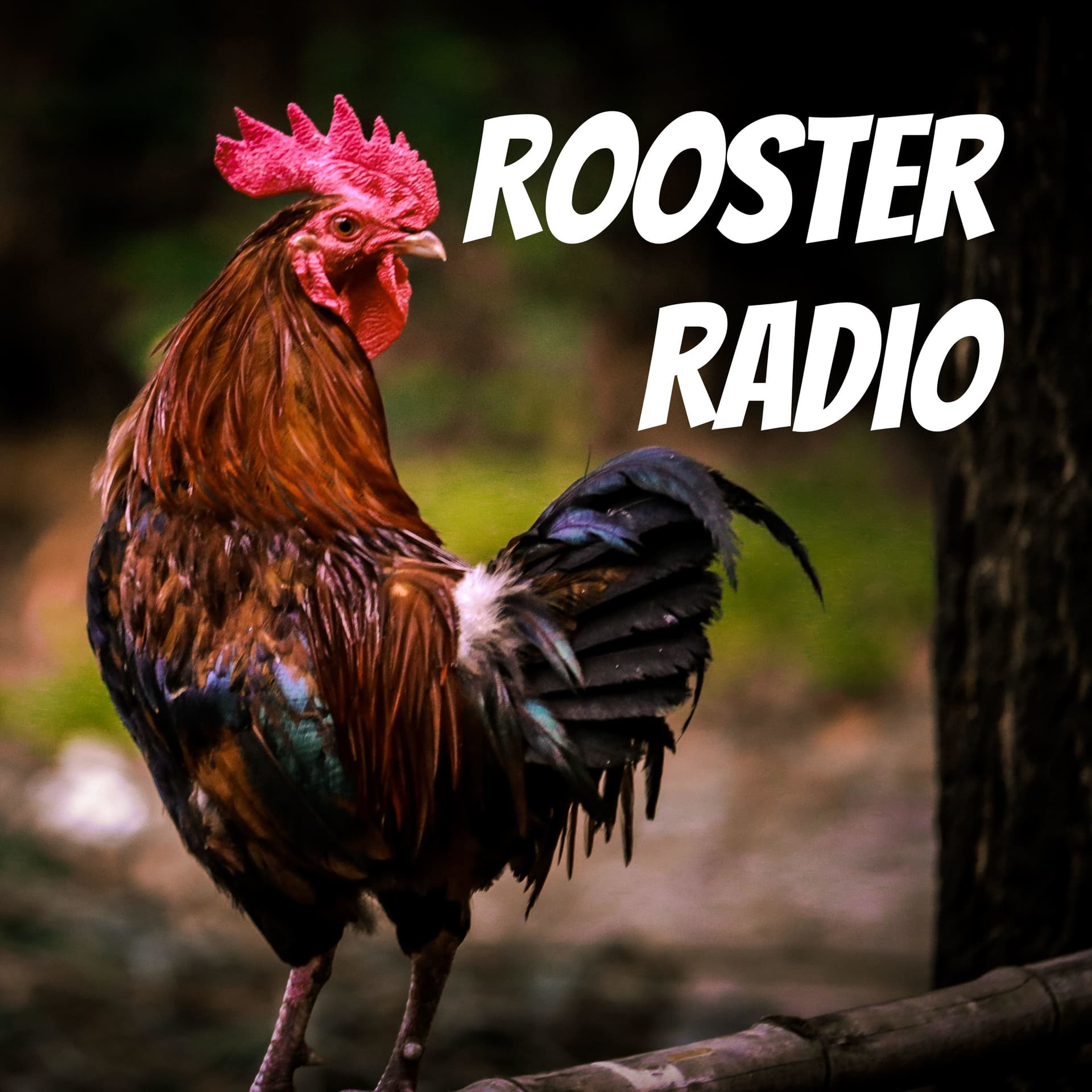 Rooster Radio - Podcasts