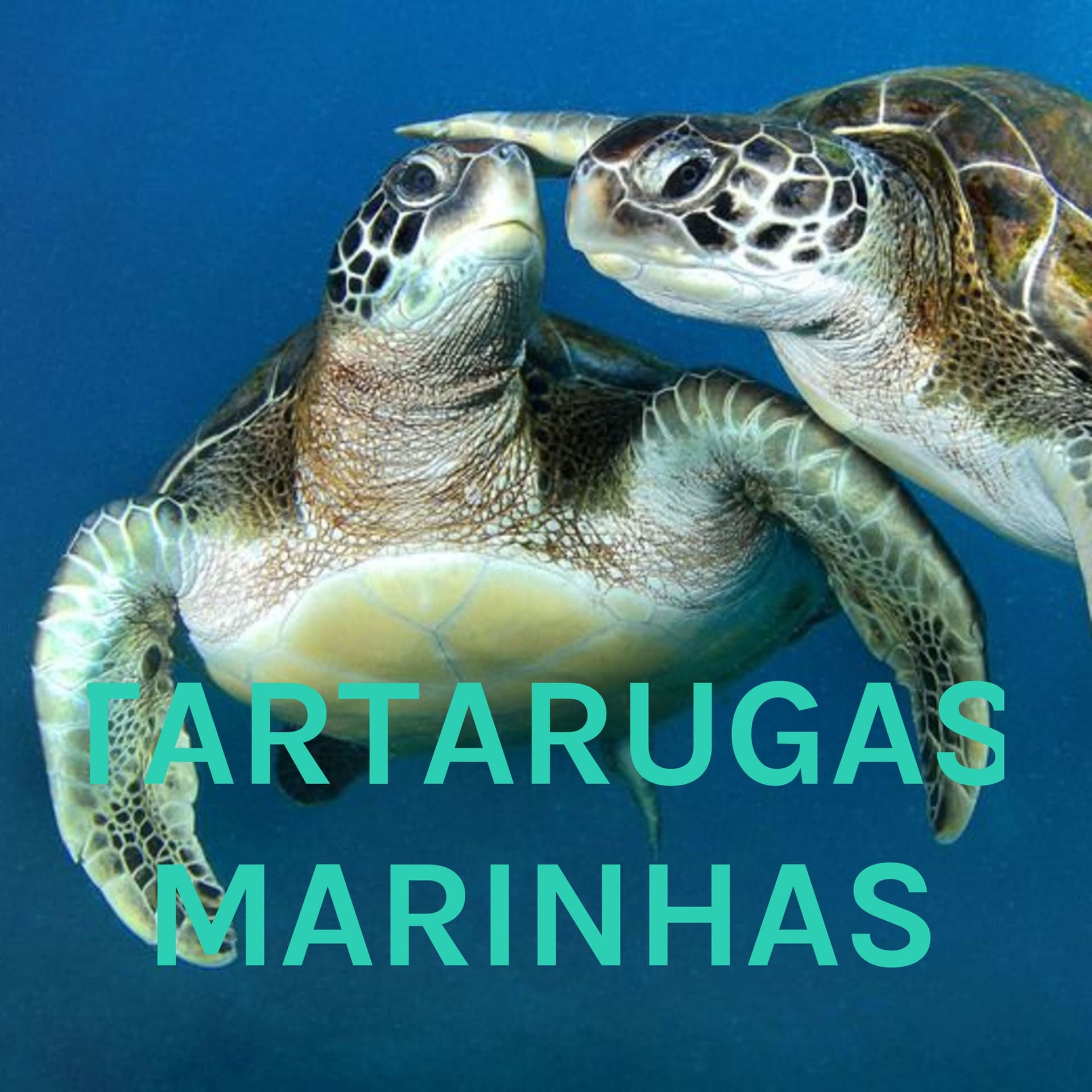 TARTARUGAS MARINHAS