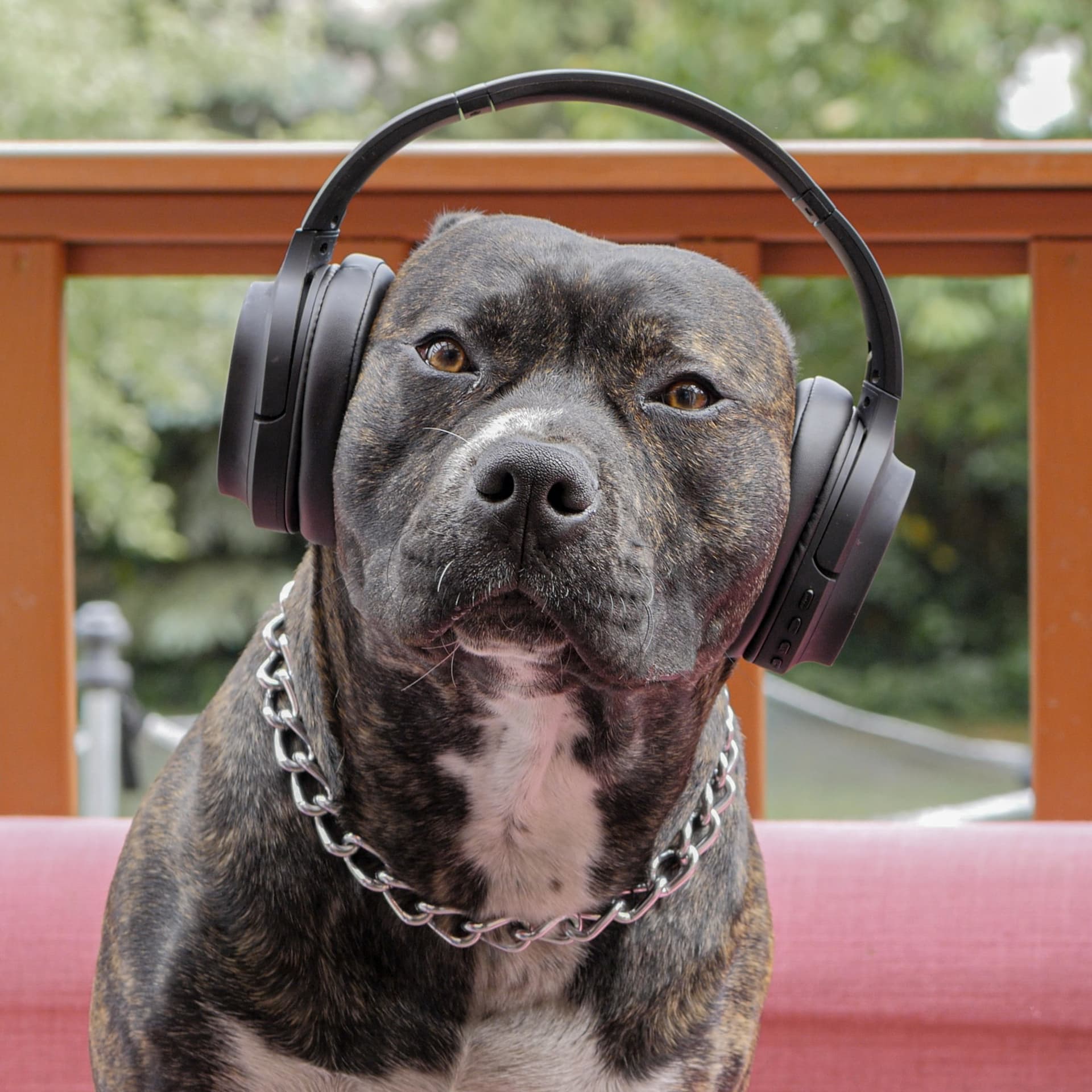 A kutya se hallgatja - Podcasts