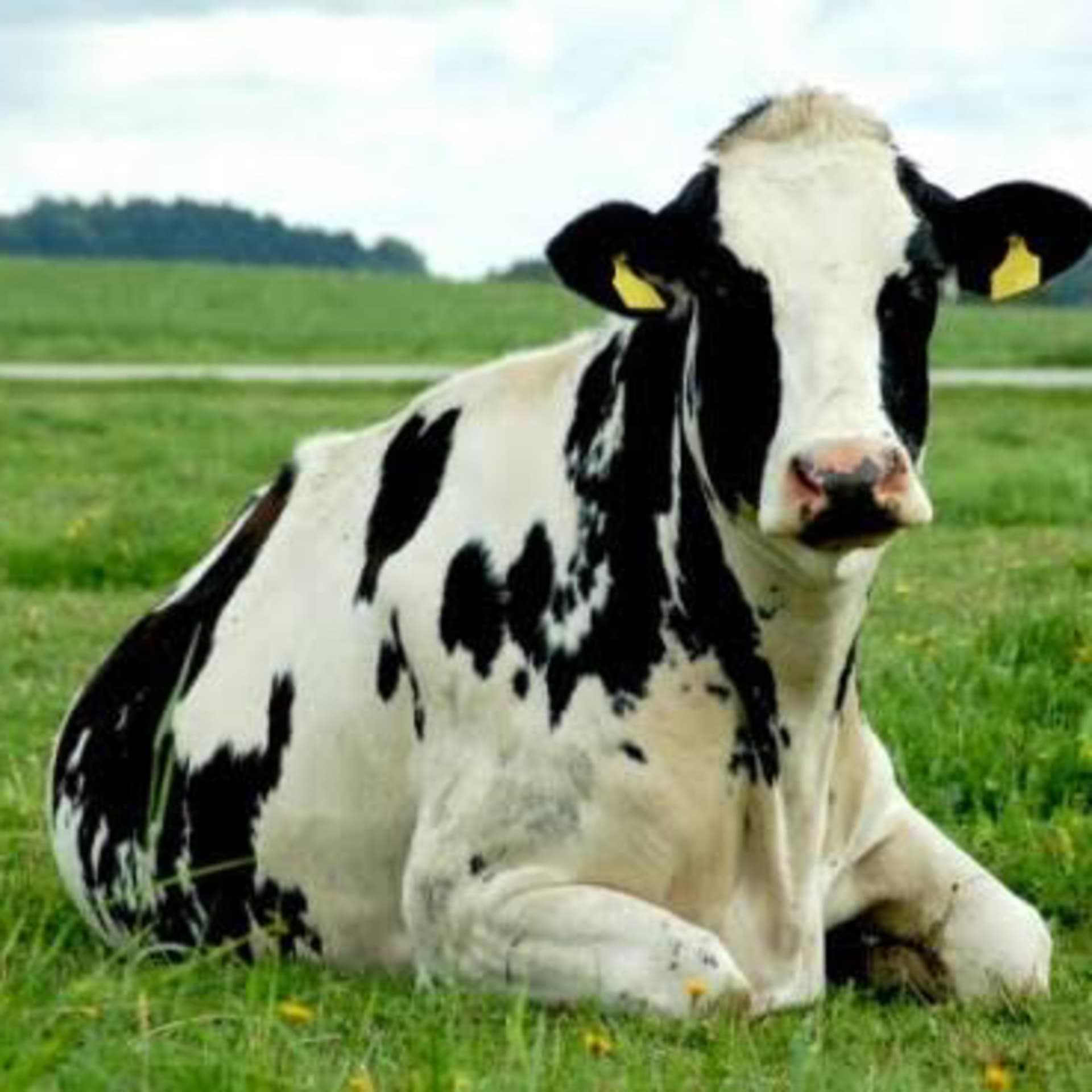 Doenças Carenciais e Metabólicas - DCM UFRPE - Podcasts