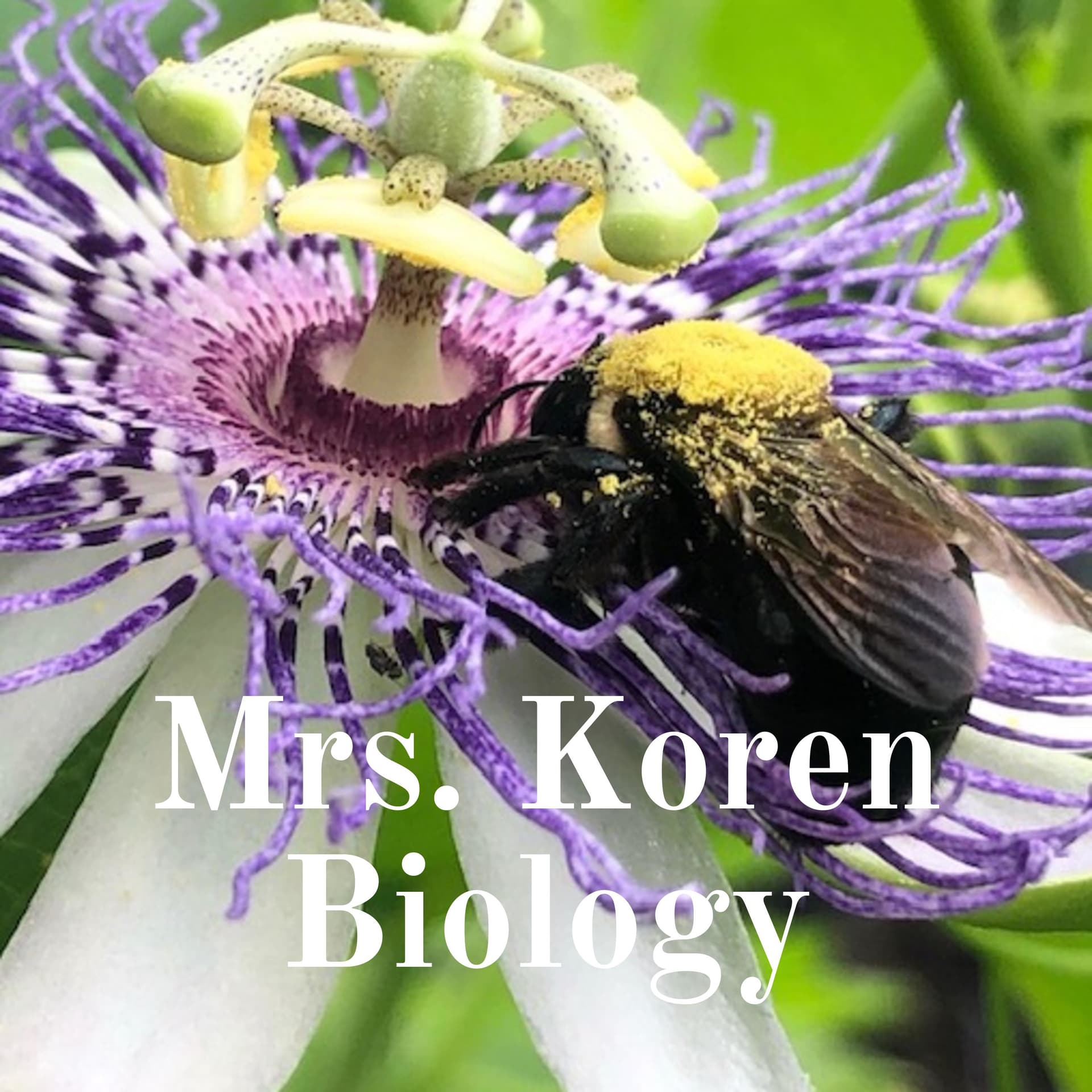 Mrs. Koren Science