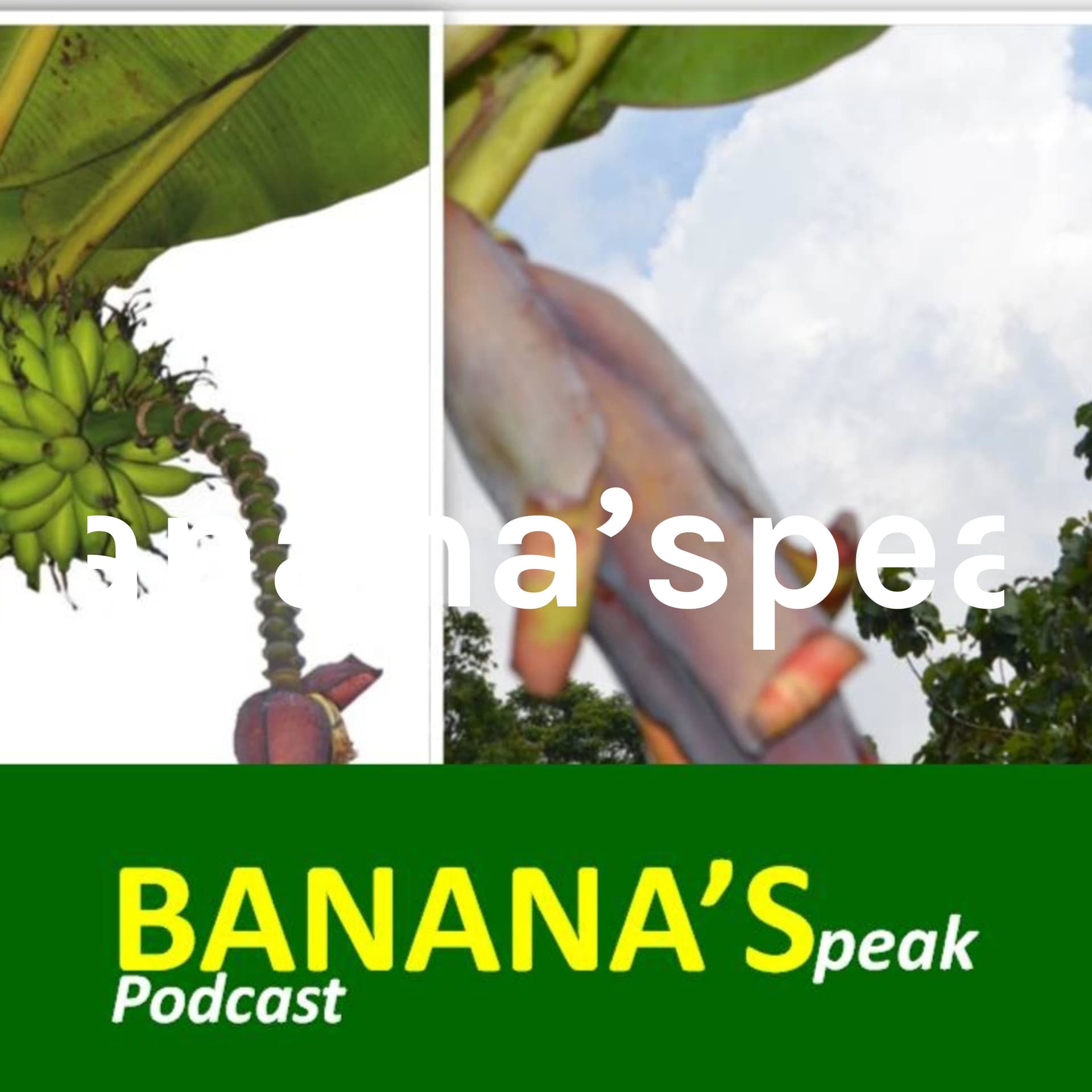 Banana'speak - Podcasts