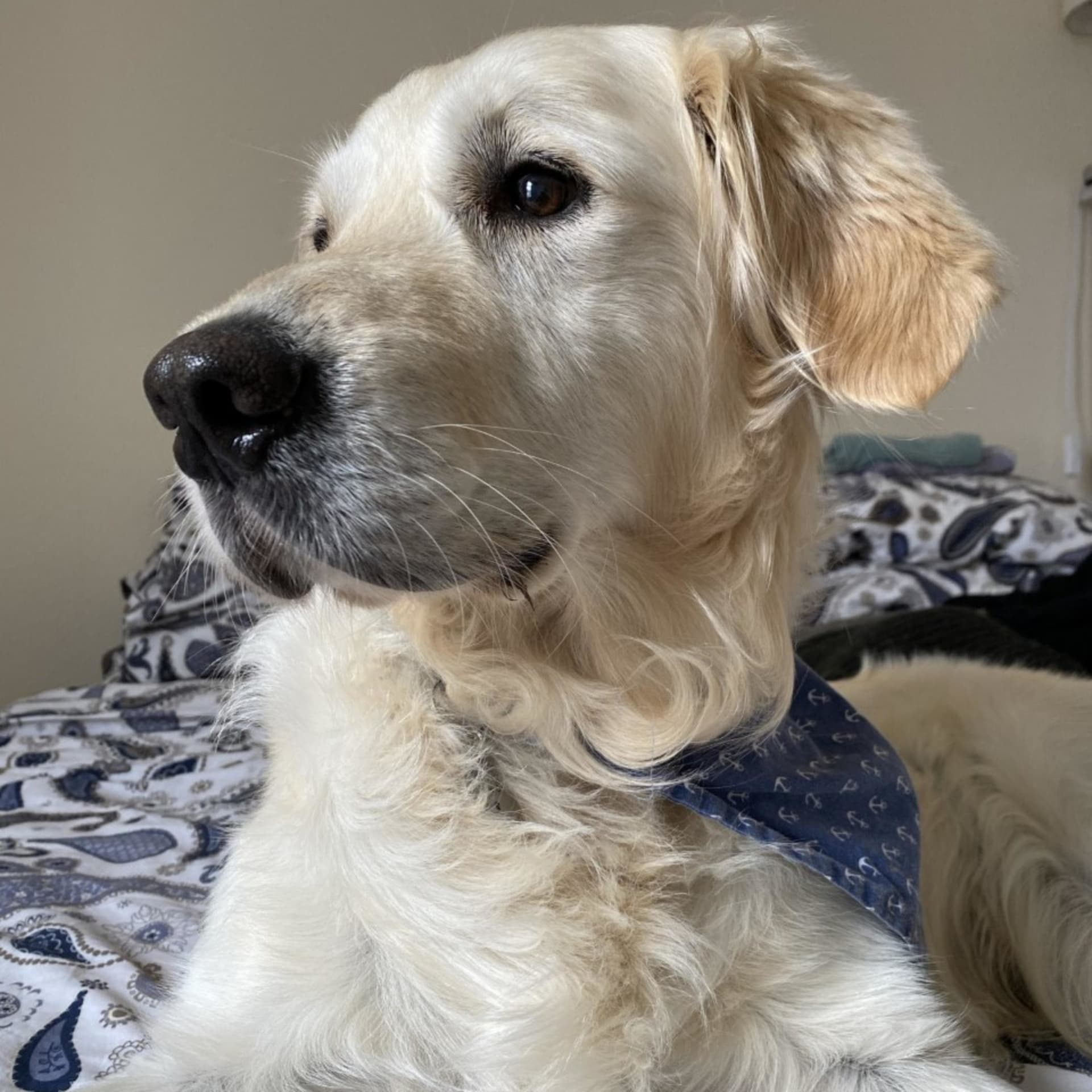 Remembering Your Best Friend. A Dog Bereavement Podcast. - Podcasts