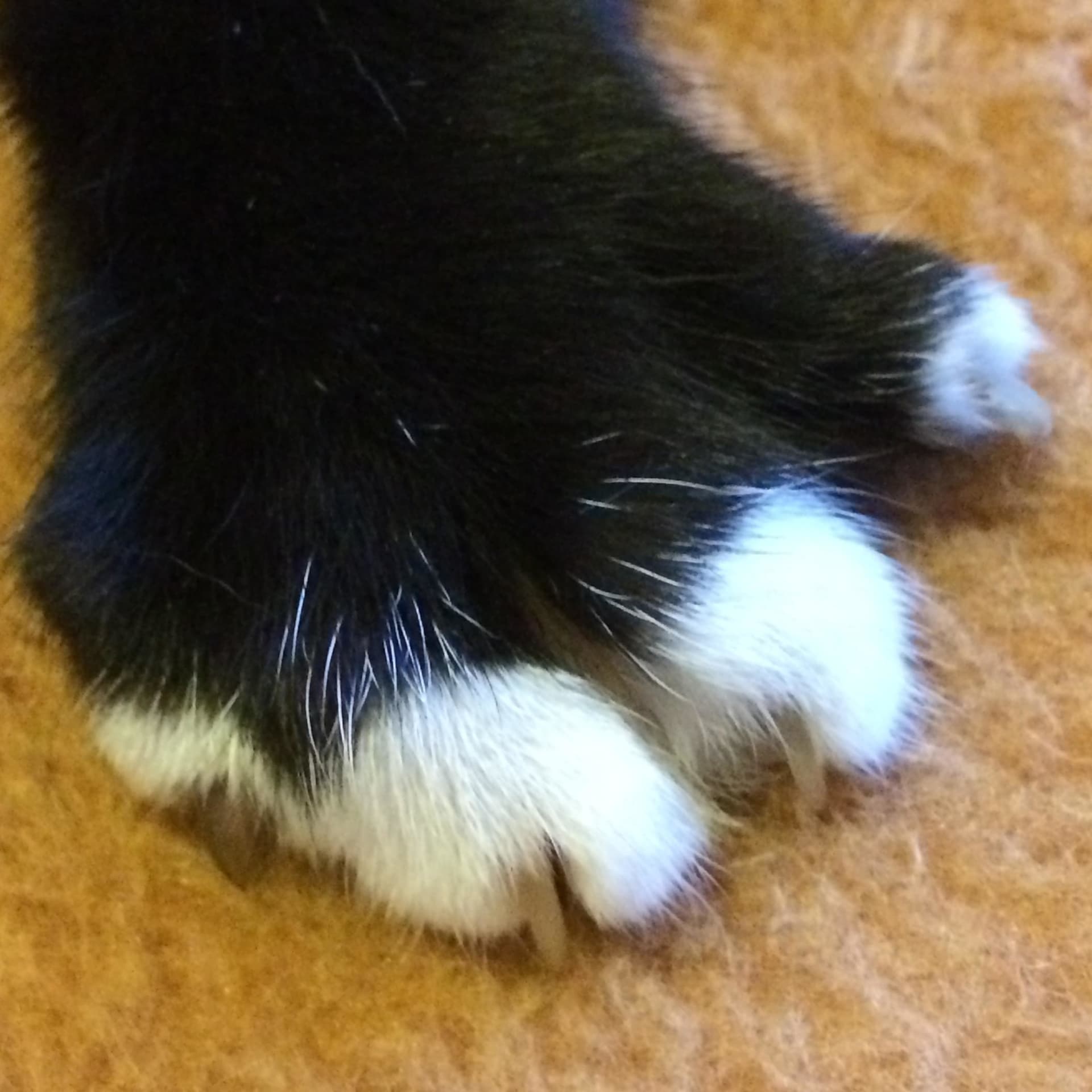 Ràdio Gatina - Podcasts