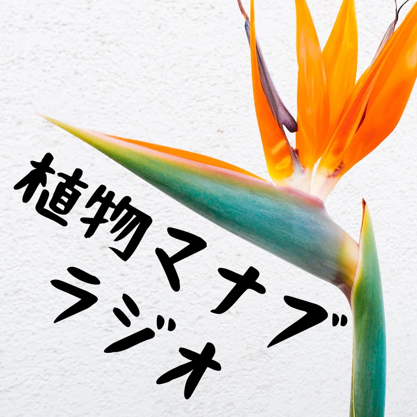 植物マナブラジオ - Podcasts