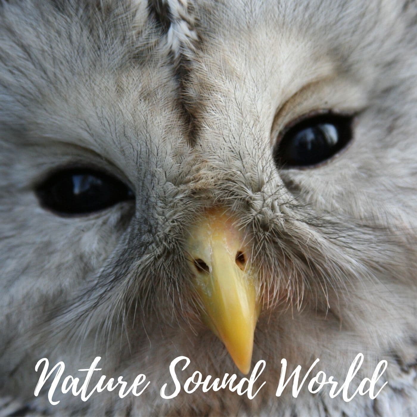 Nature Sound World - Luontoäänien maailma - Podcasts