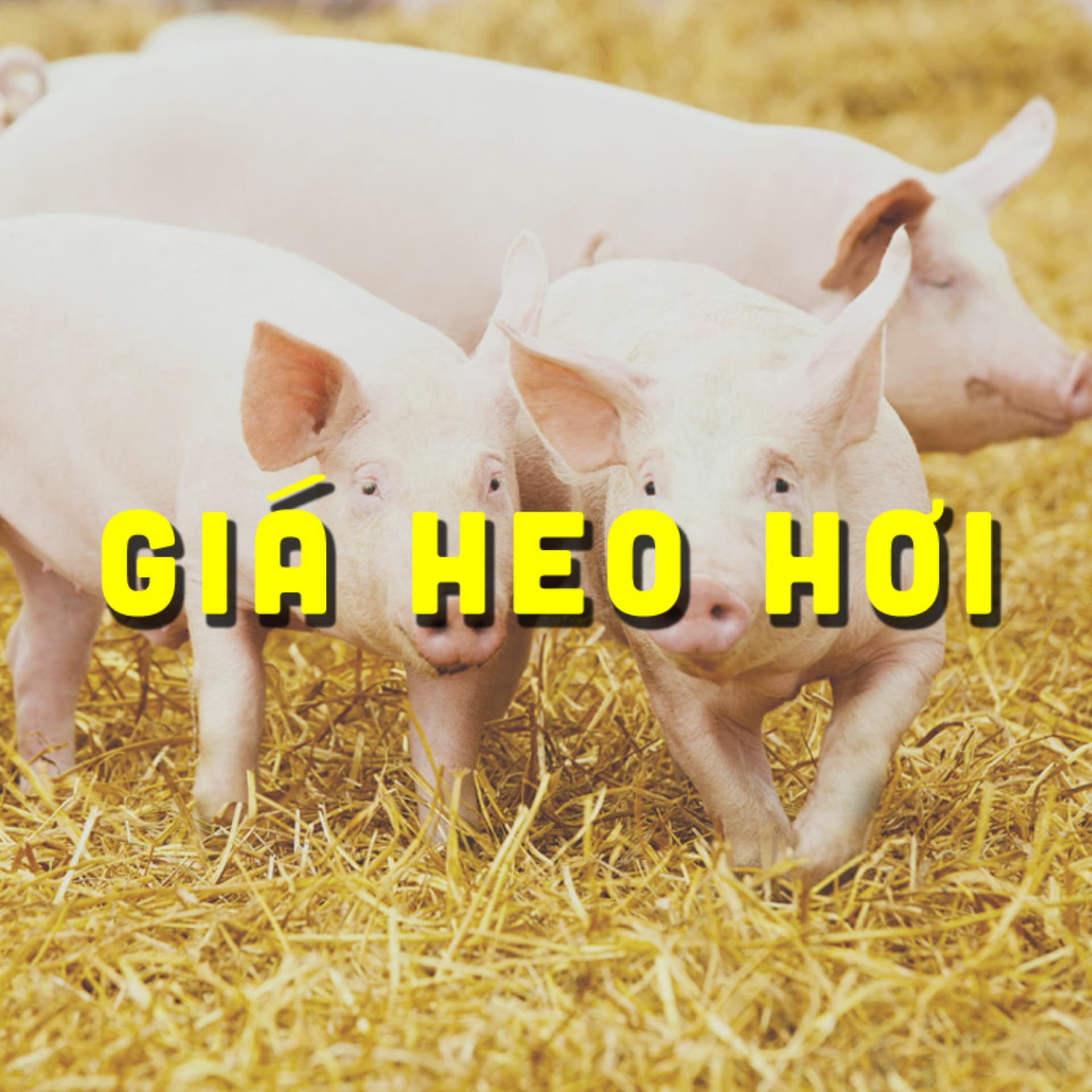 GIÁ HEO HƠI - Podcasts