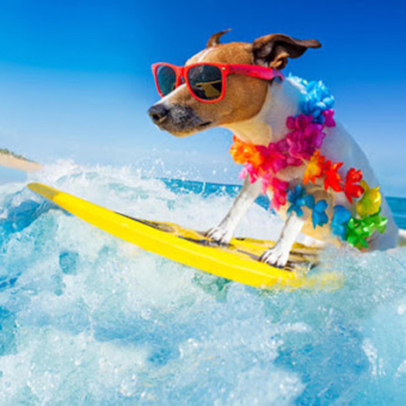 The Space Coast Pet Podcast - Podcasts