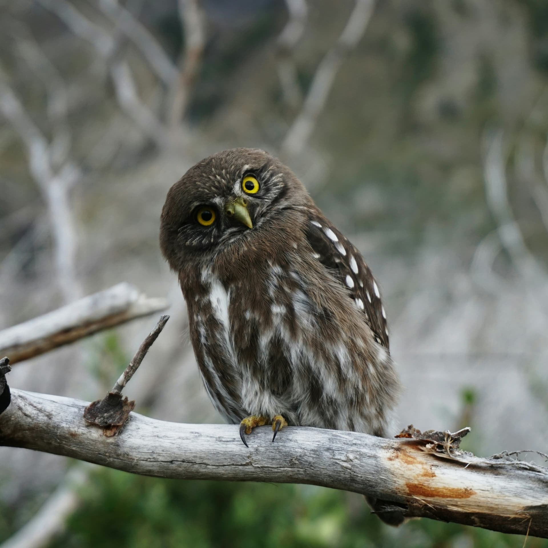 The Curiosity Quotient - Podcasts